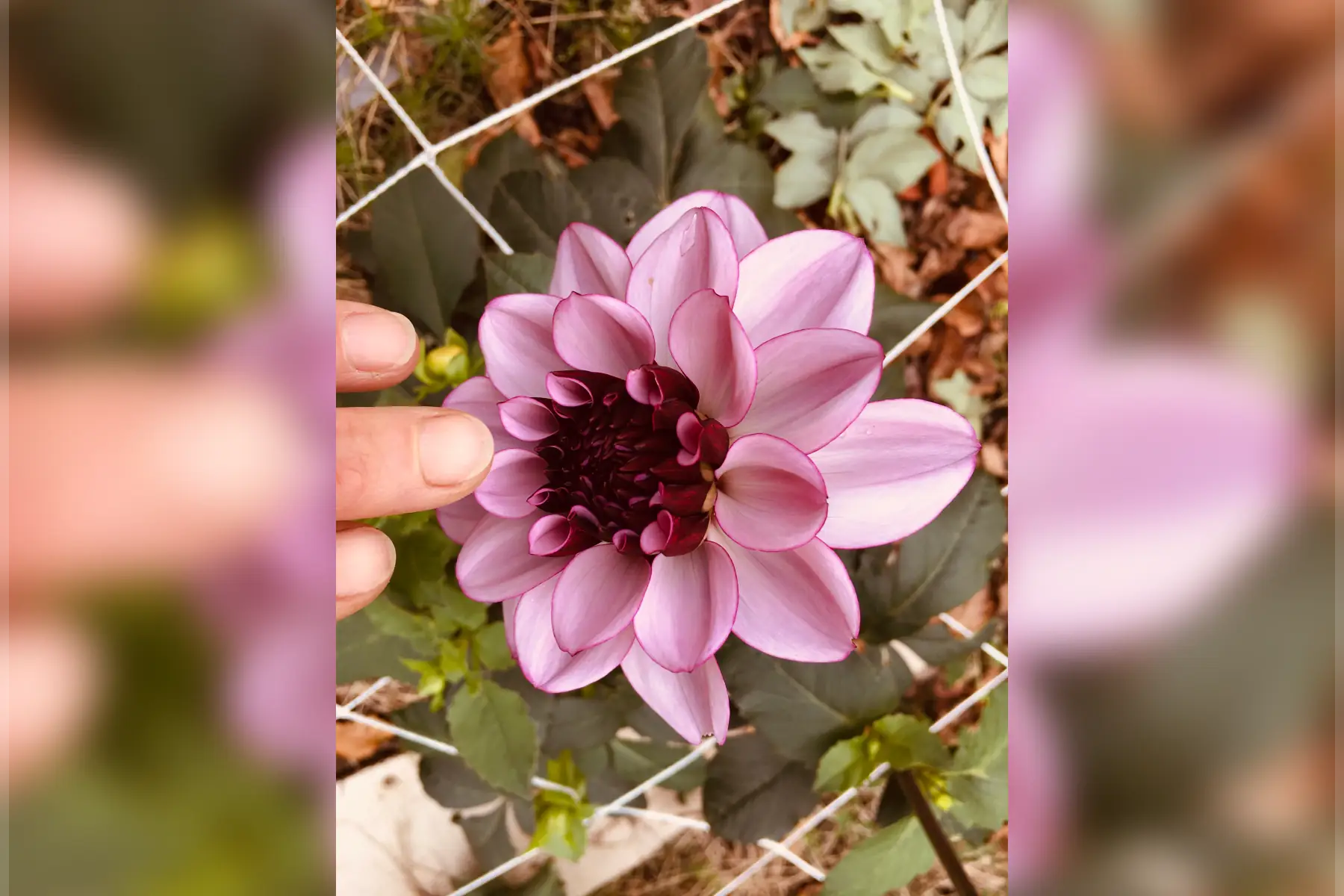 dahlia décoratif 'crème de cassis'