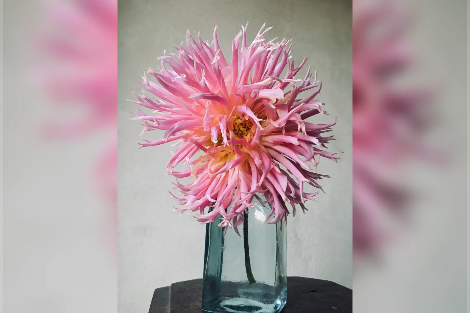 dahlia dentelle 'eurydice'