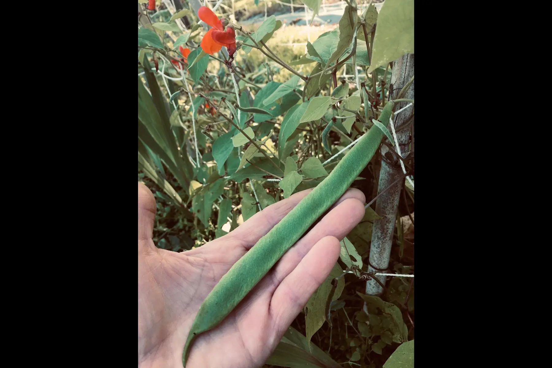 Graines de haricots d'Espagne