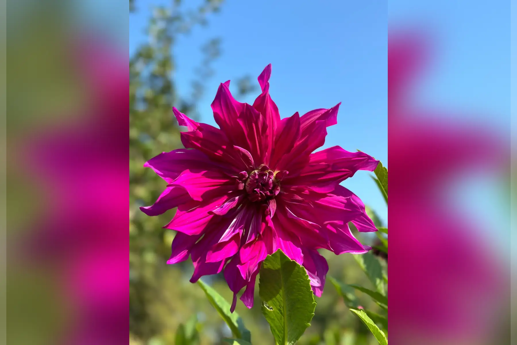 dahlia décoratif géant 'purple taiheijo'