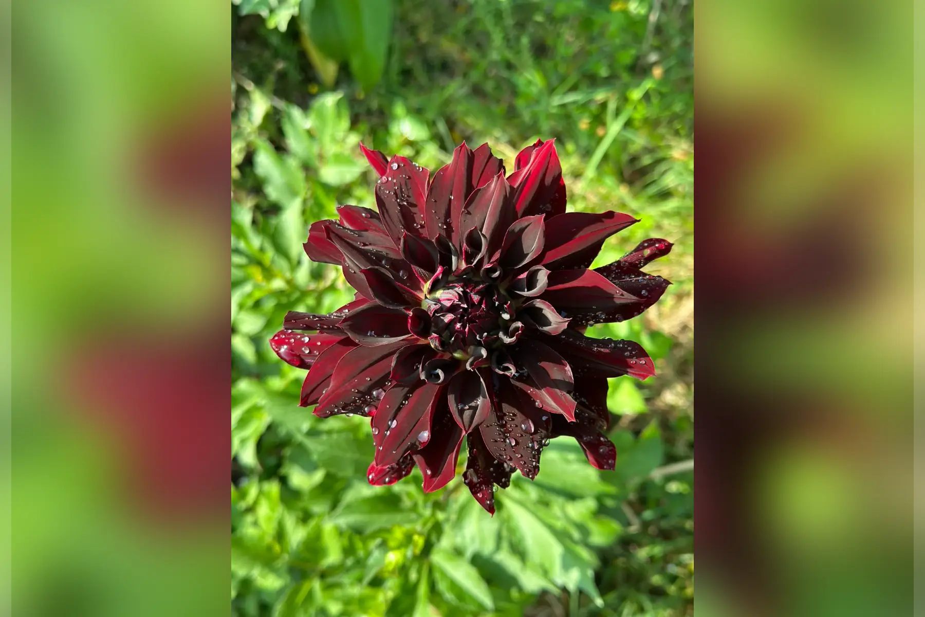 dahlia semi cactus géant 'rip city'