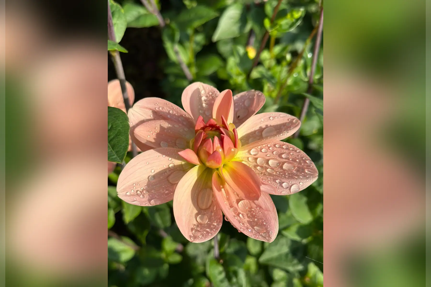 dahlia nymphea 'apricot desire'