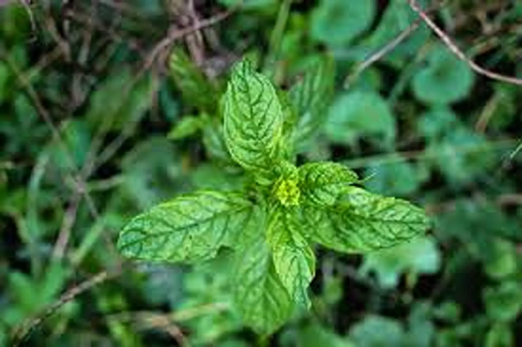menthe verte
