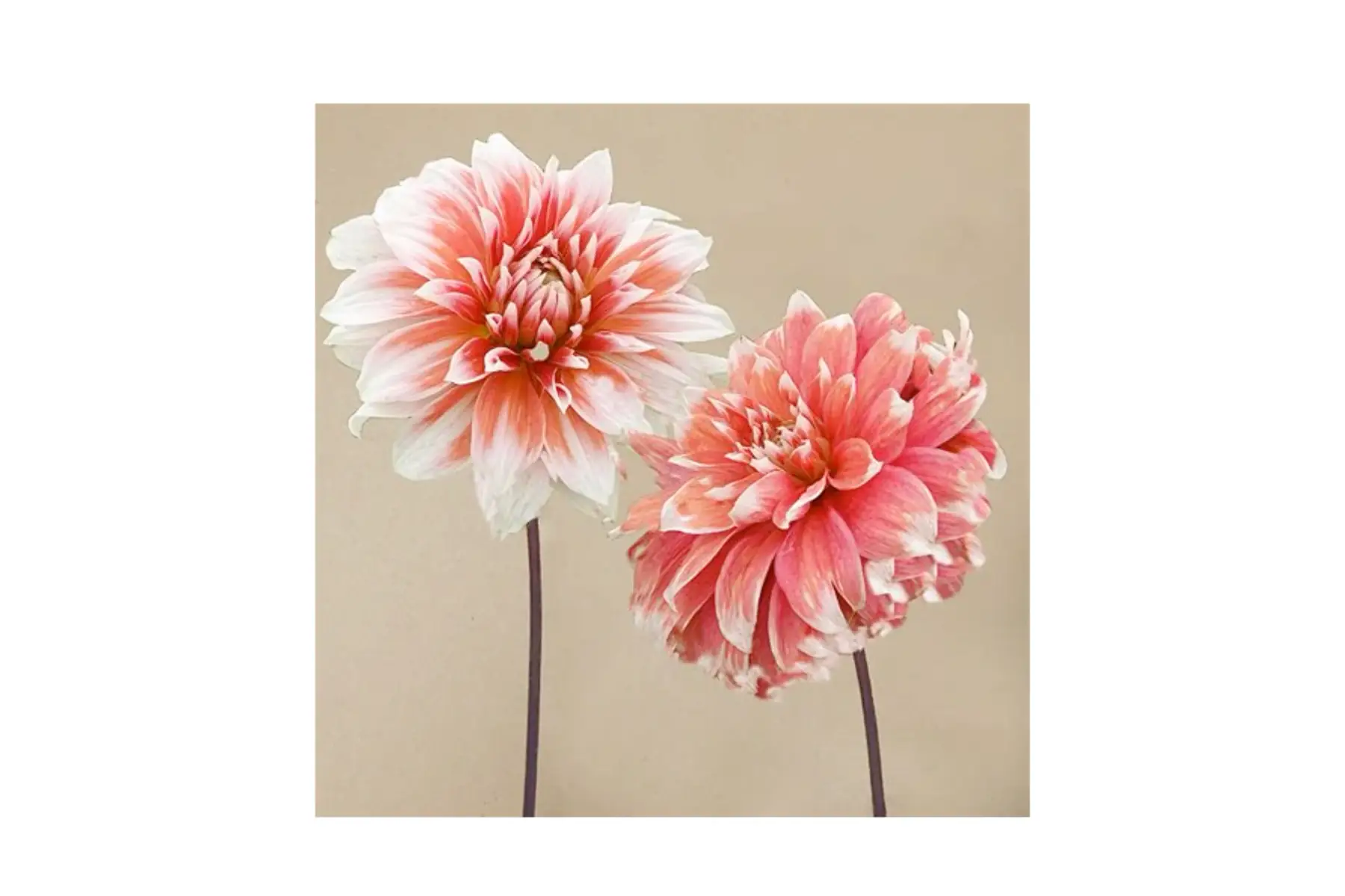 dahlia décoratif géant 'frost nip'