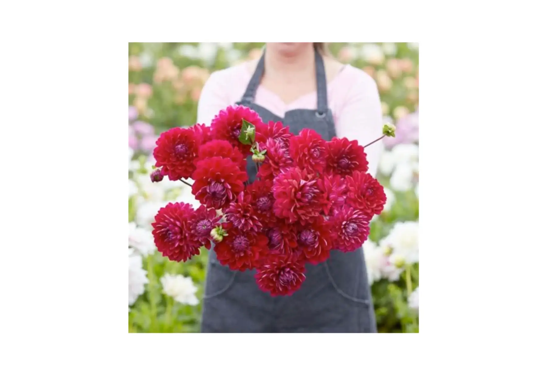 dahlia décoratif 'anna cornelia'