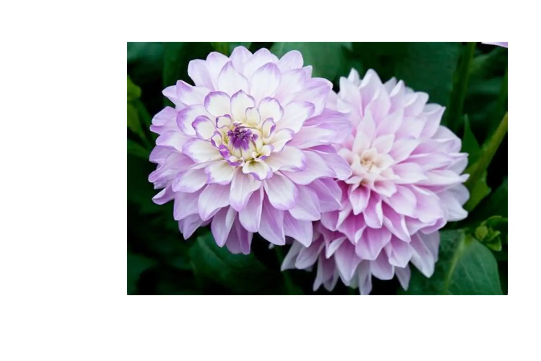 dahlia décoratif 'blue wish'