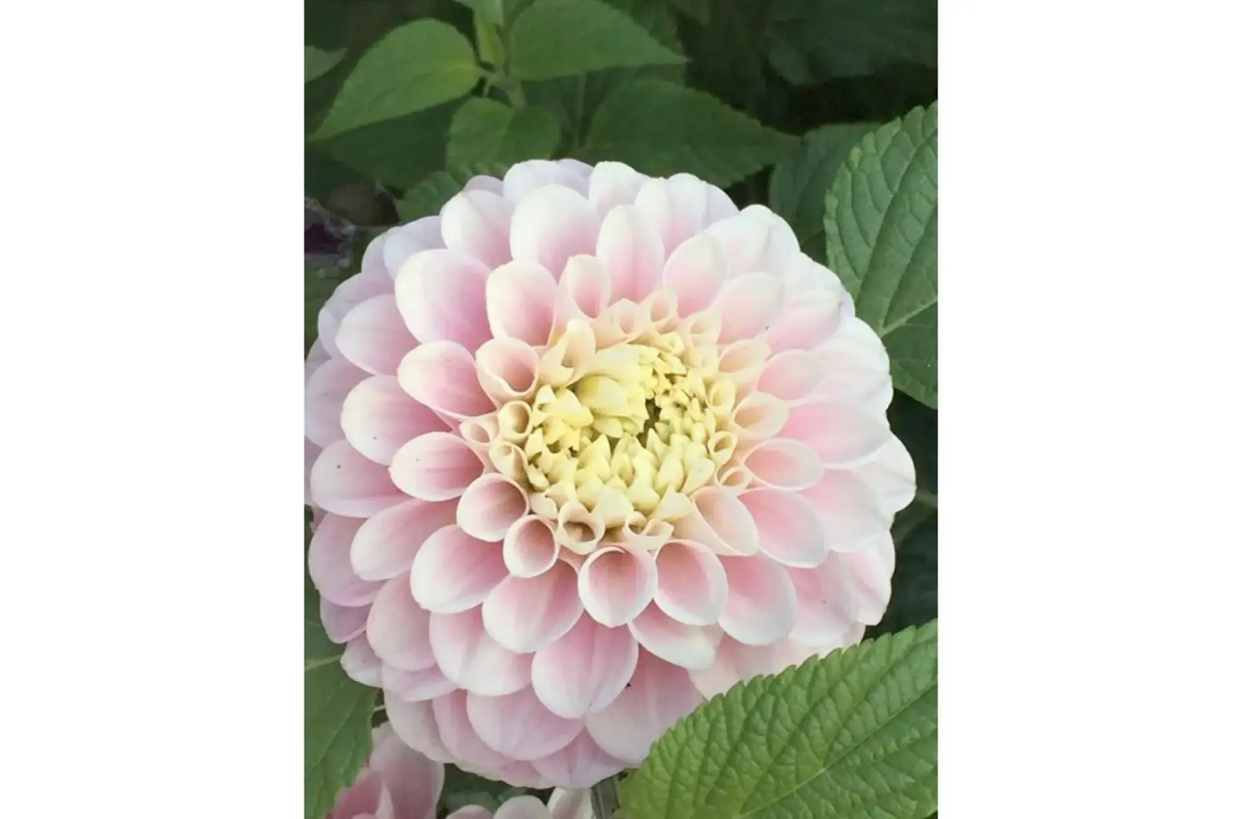 dahlia balle 'wizard of oz'