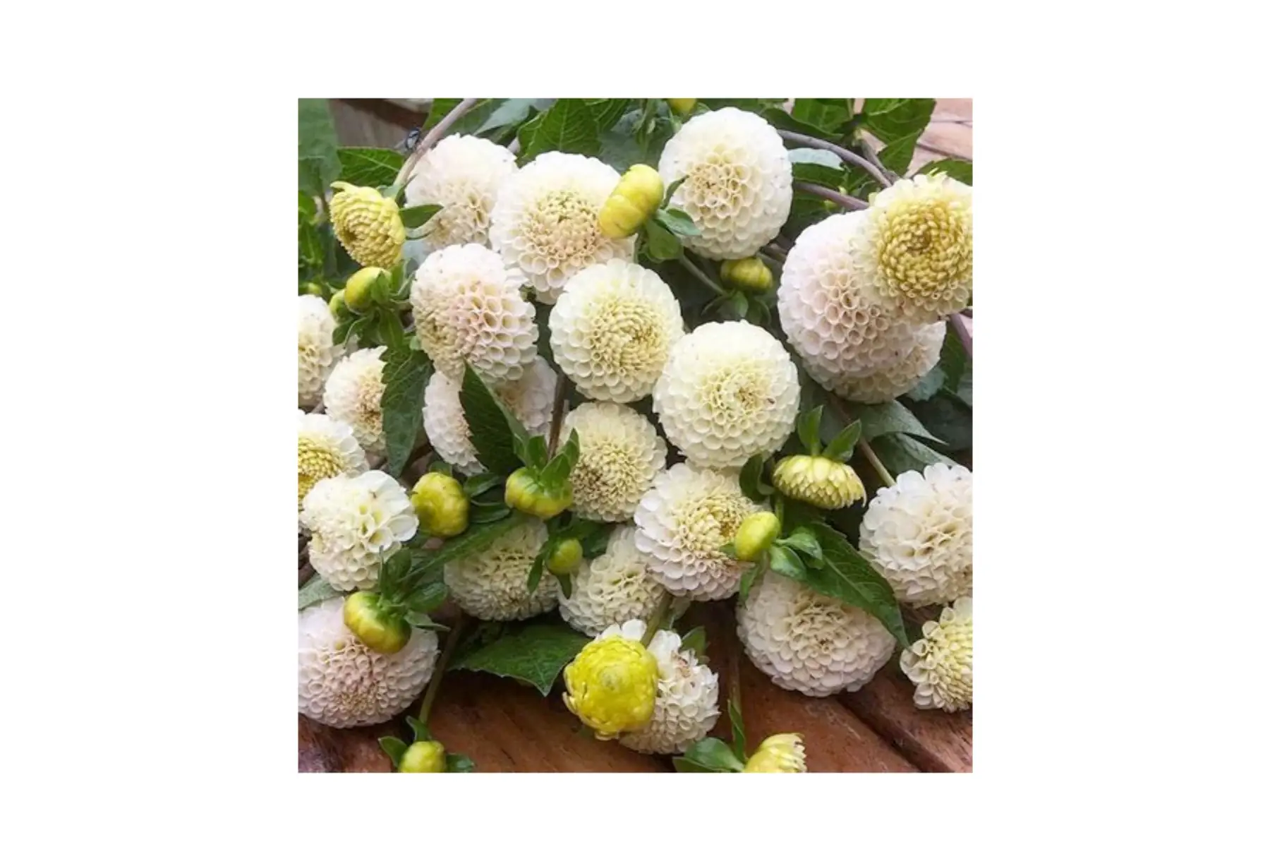 dahlia pompon 'small world'