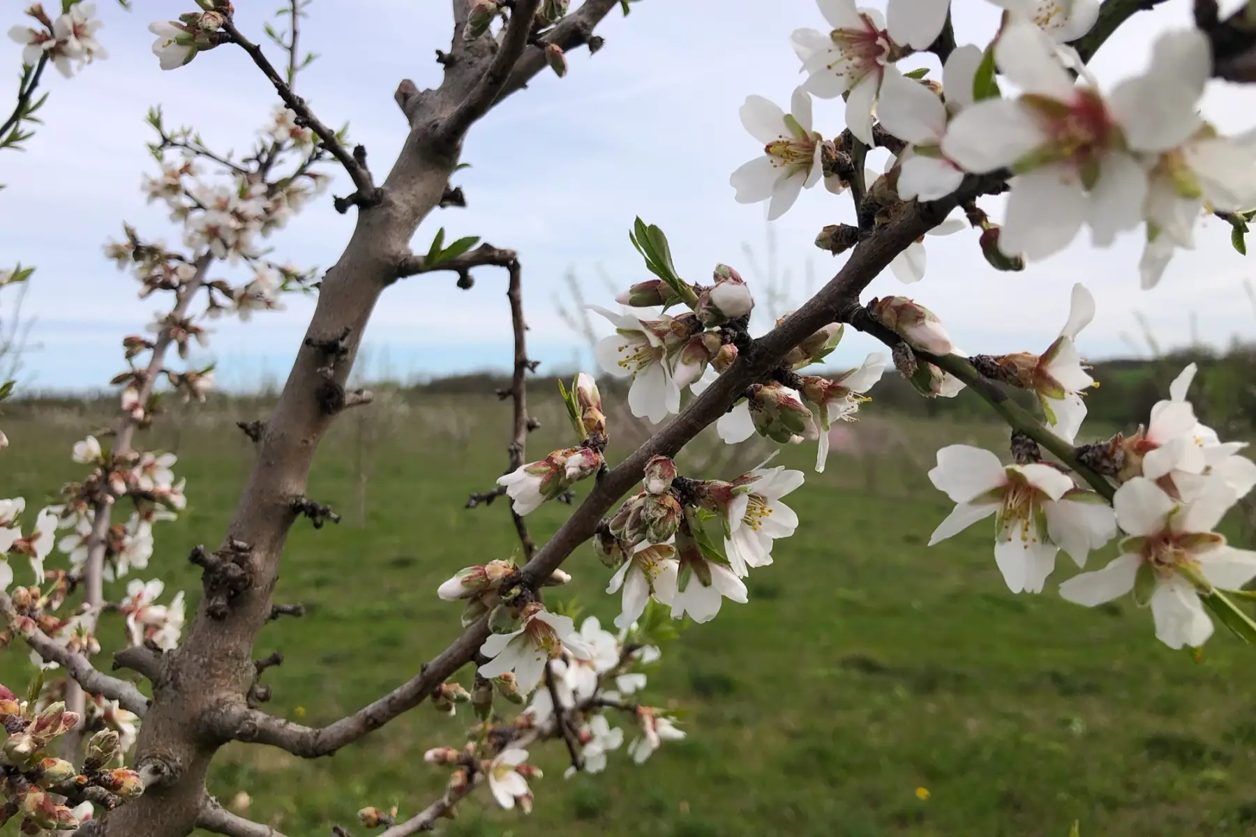 Les Vergers d'Estèbe Gaec Estèbe