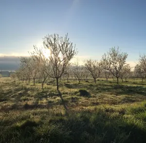Les Vergers d'Estèbe Gaec Estèbe
