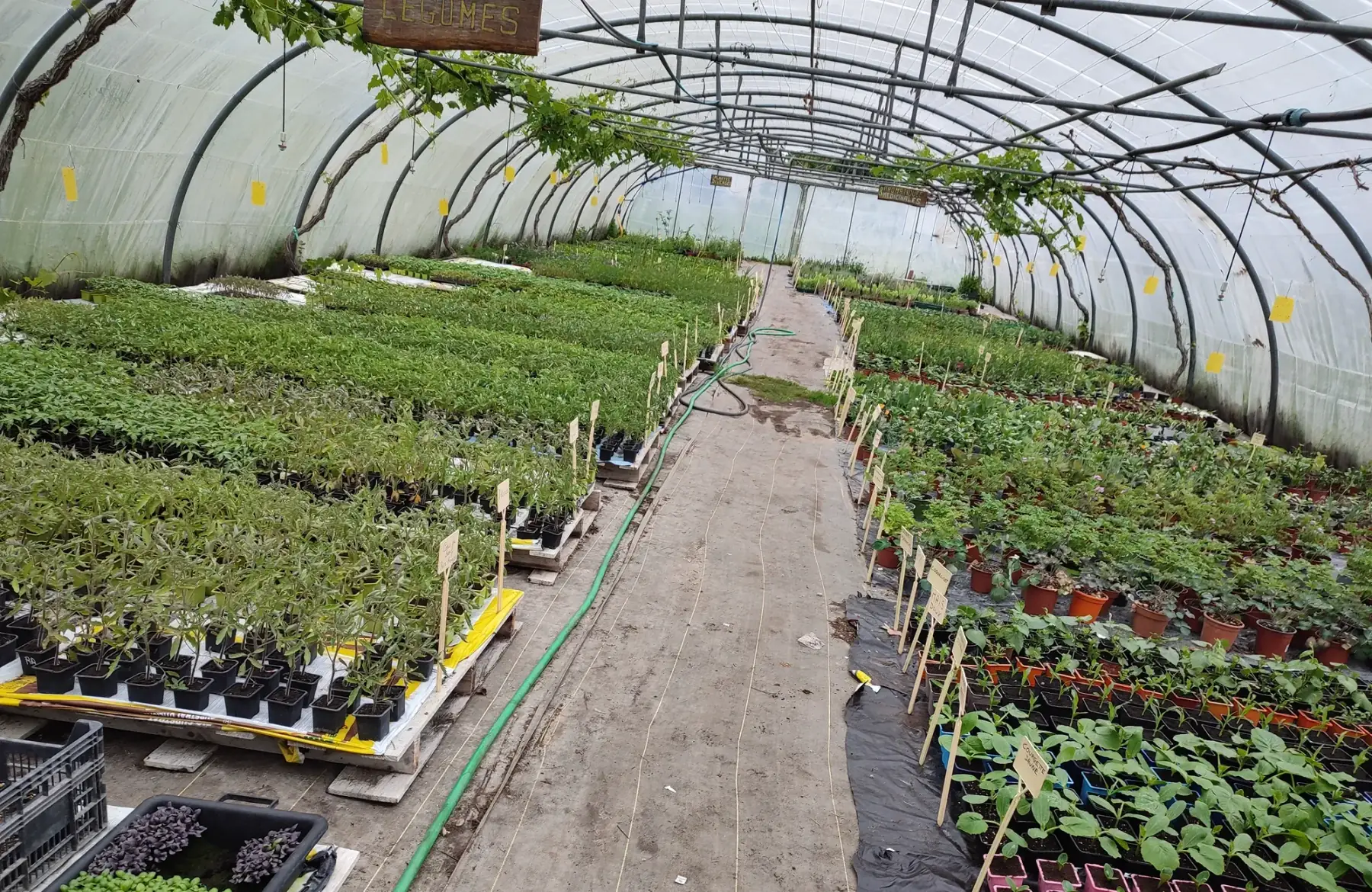 plants pour potager et jardin