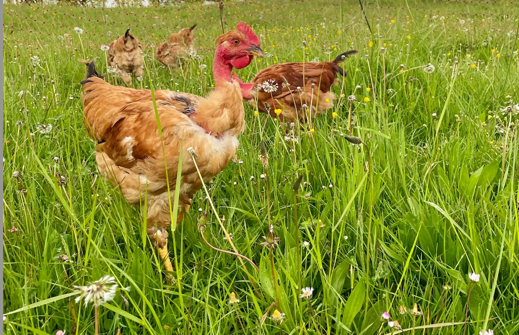 Poulet pâturé femelle