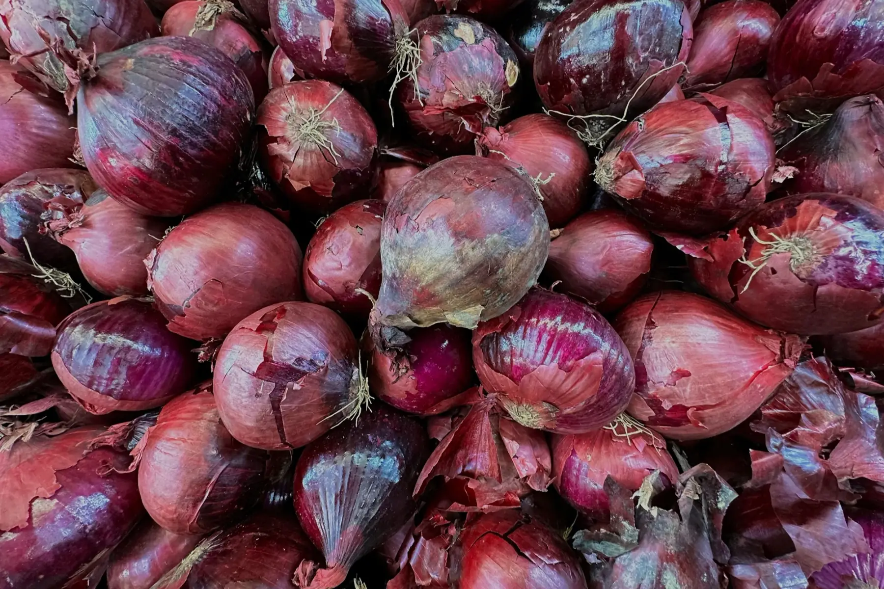 Oignon rouge