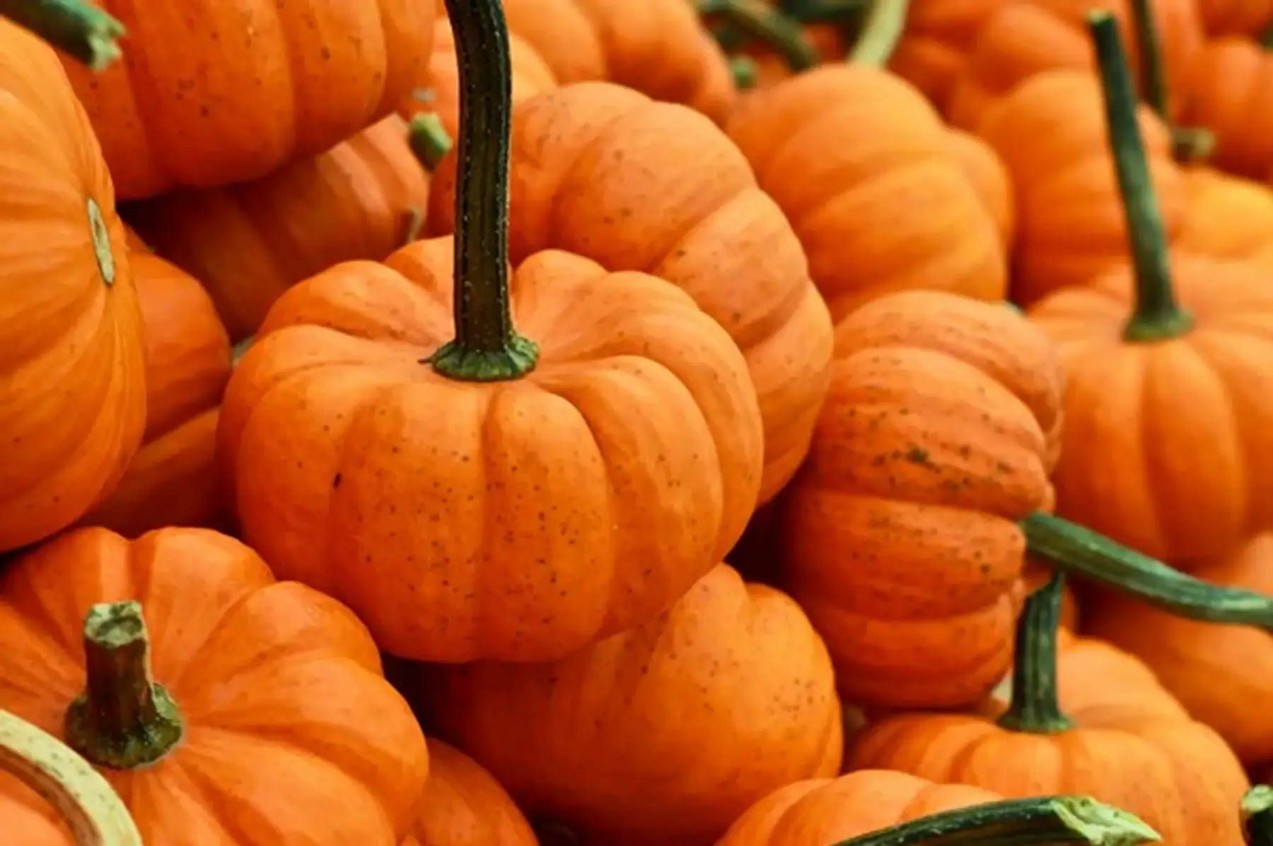 Courge Jack Be Little