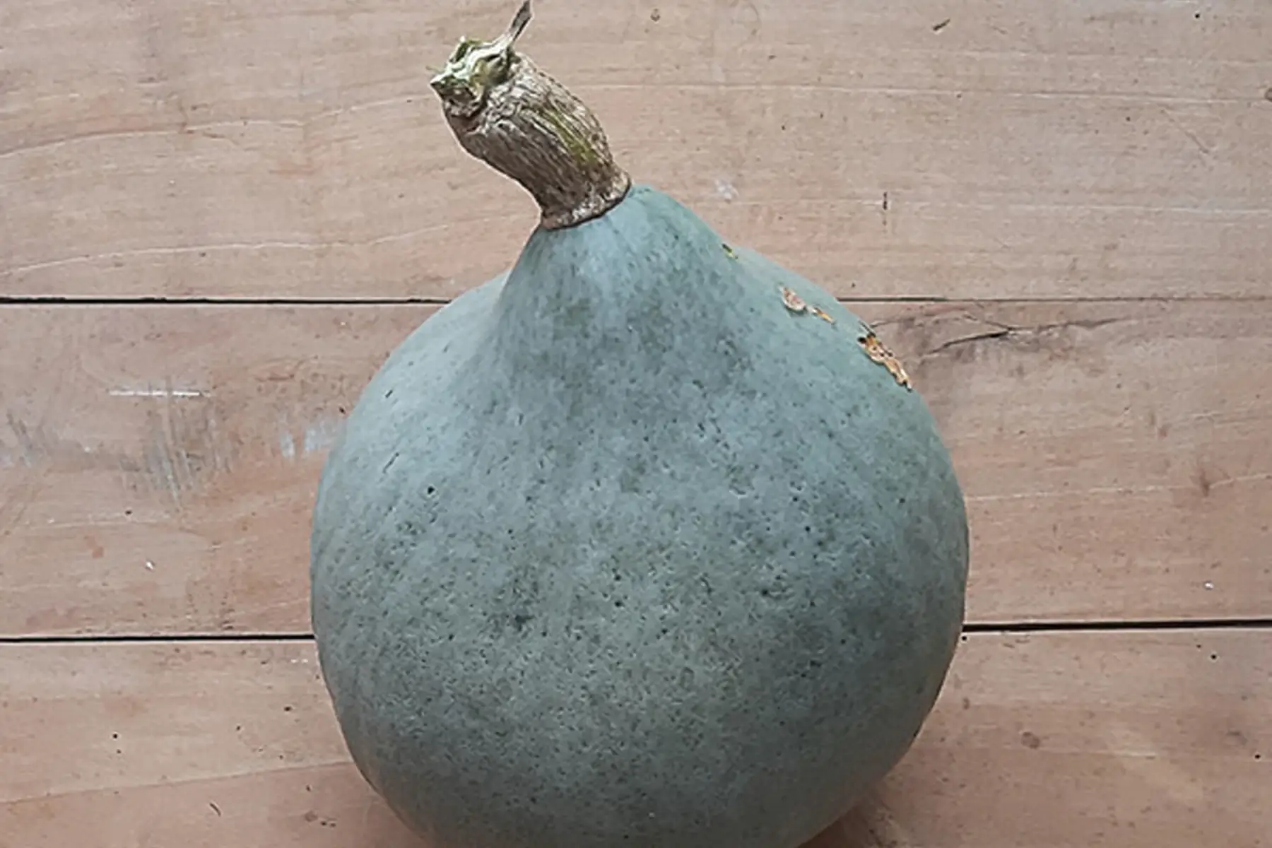 Courge blue ballet