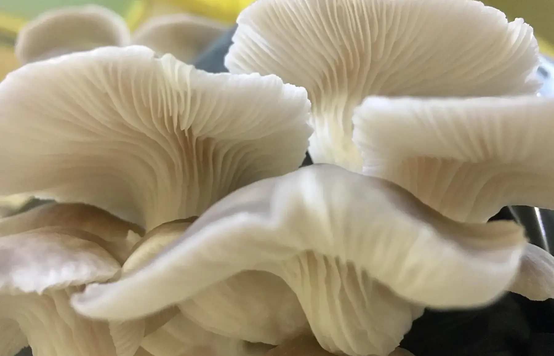 Champignon pleurote