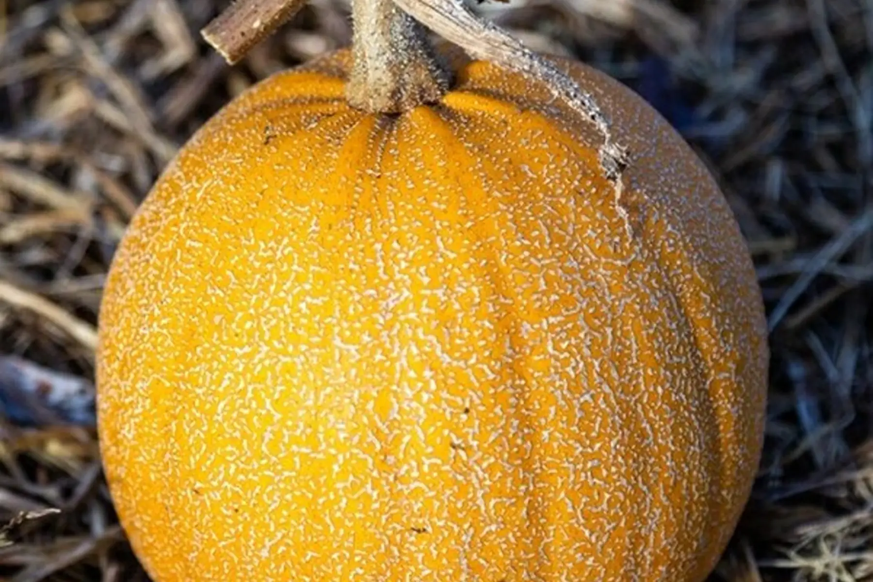 Courge melonnette (petite : 700g-1kg)