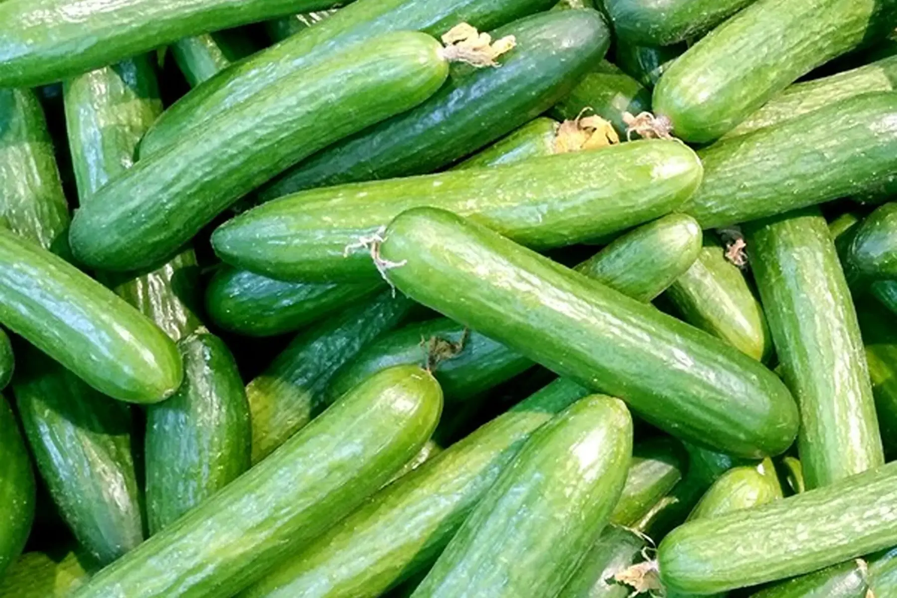concombre