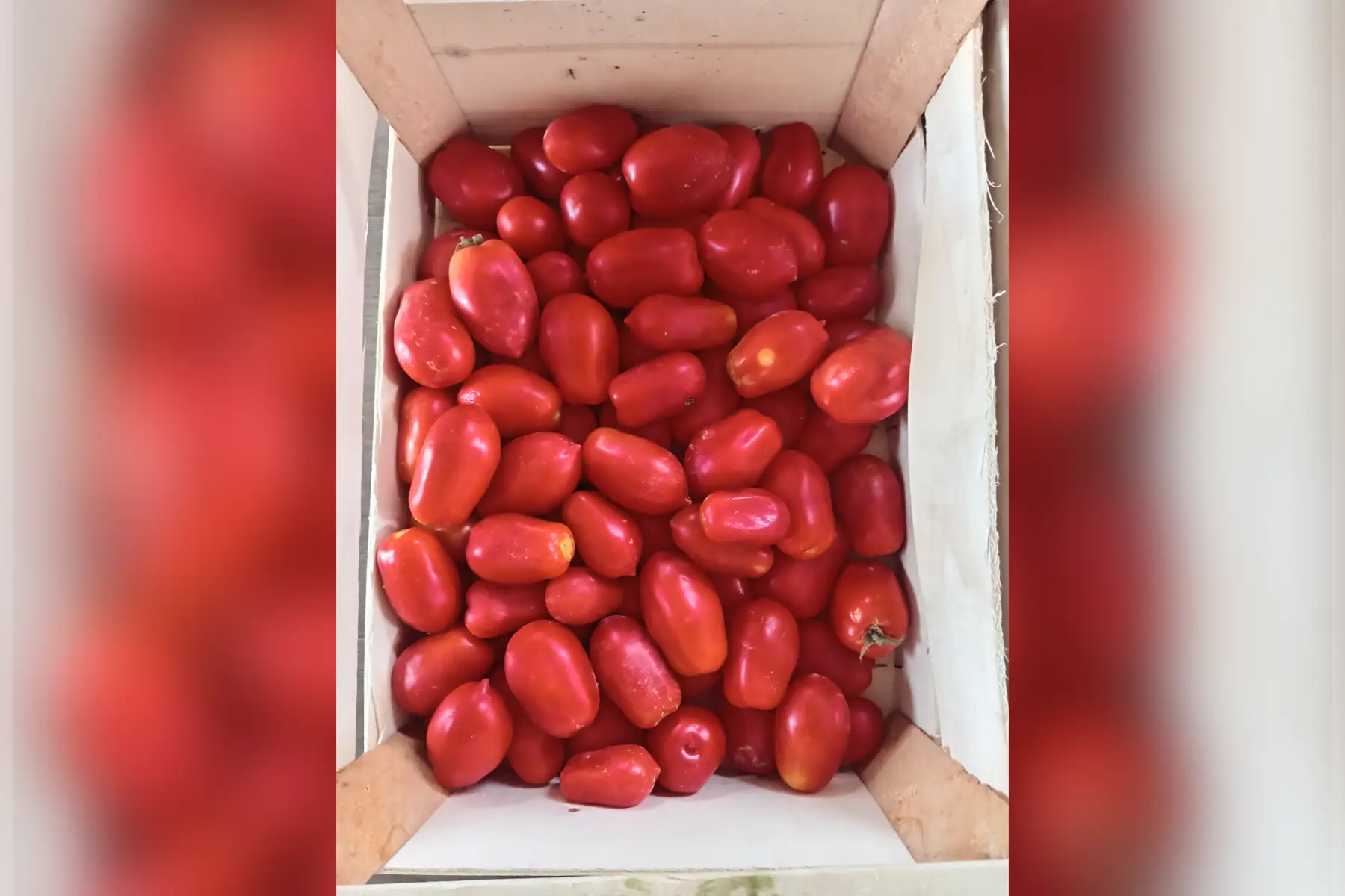 Tomate Roma déclassées pour sauce
