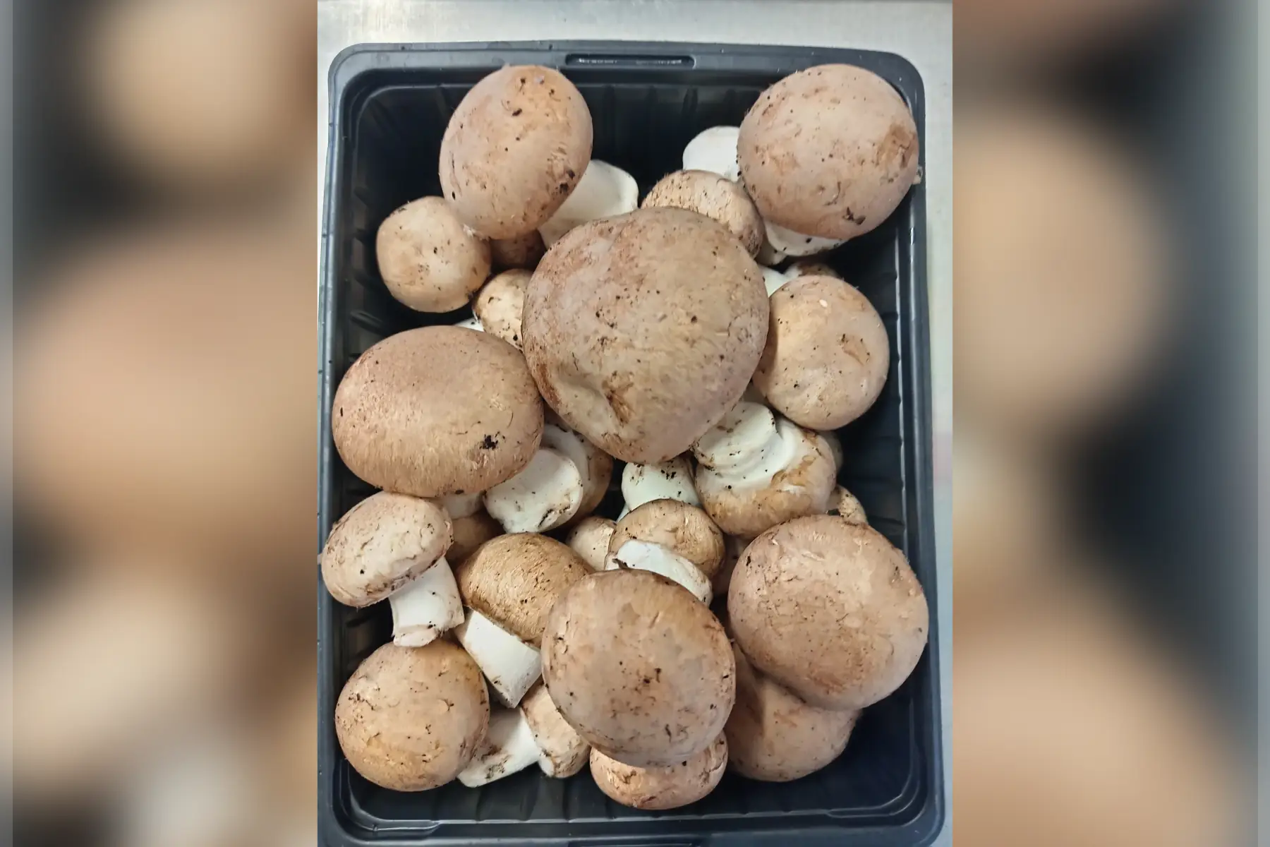 Gros champignons Bruns de Paris