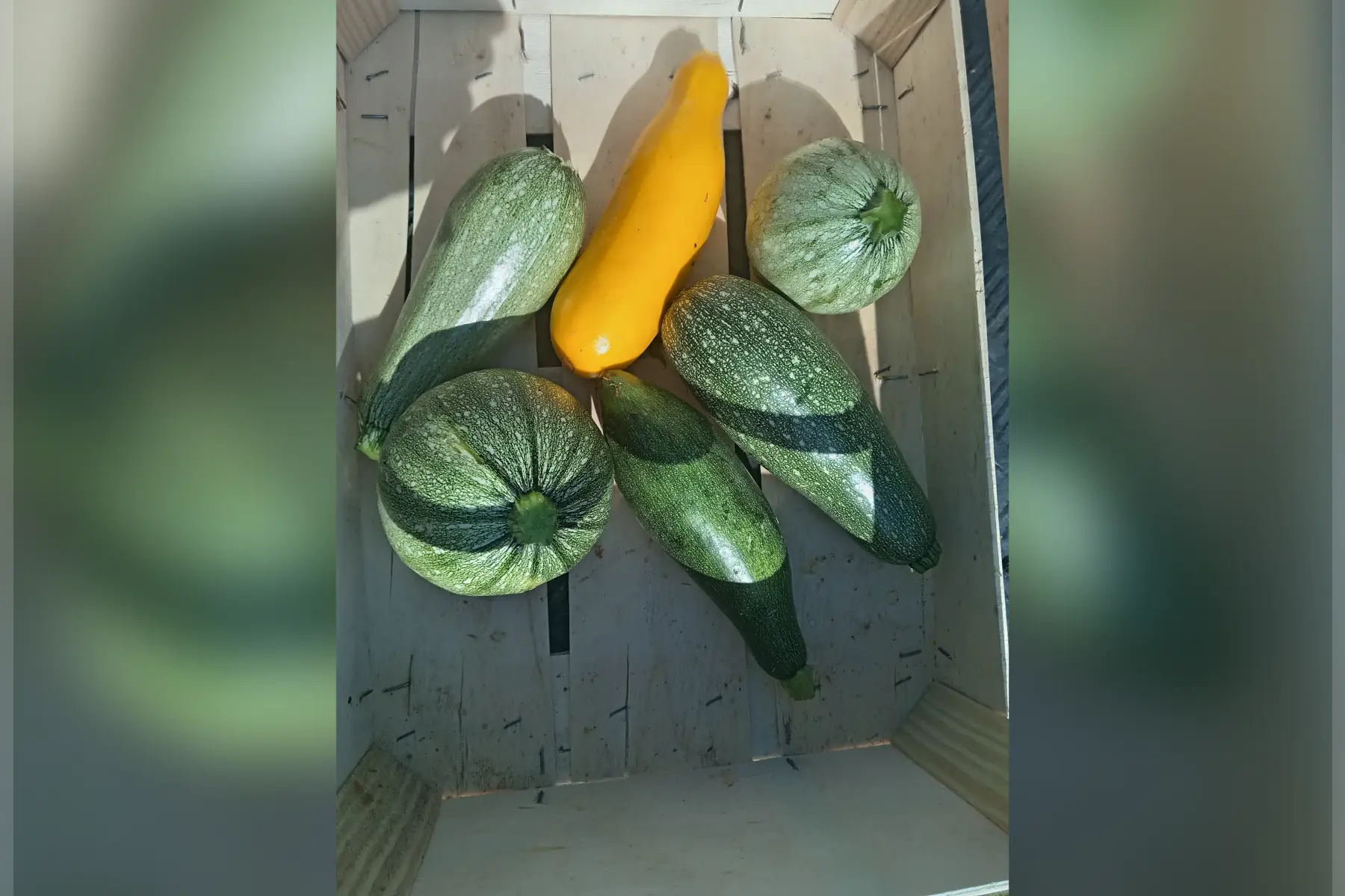 courgette en mélange