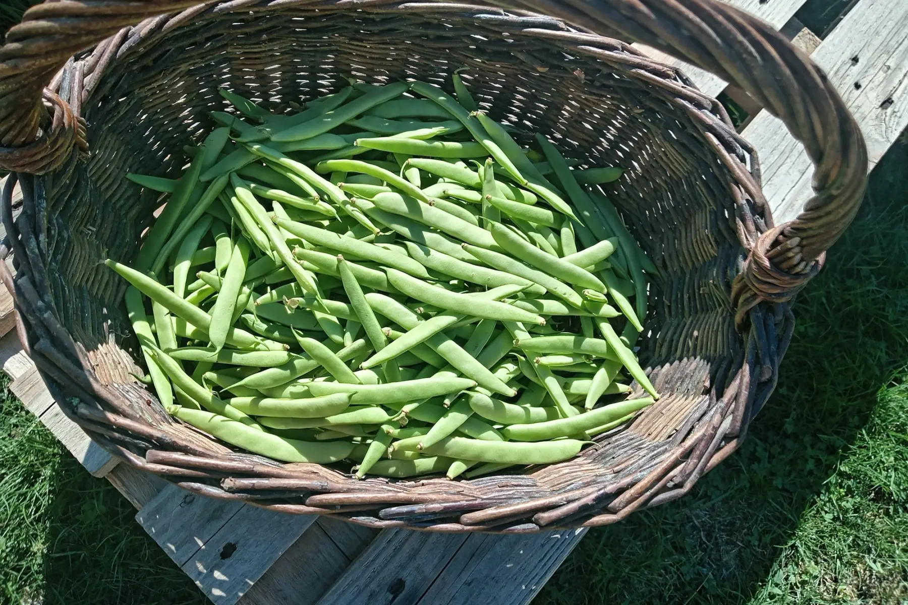 Haricots verts et plats