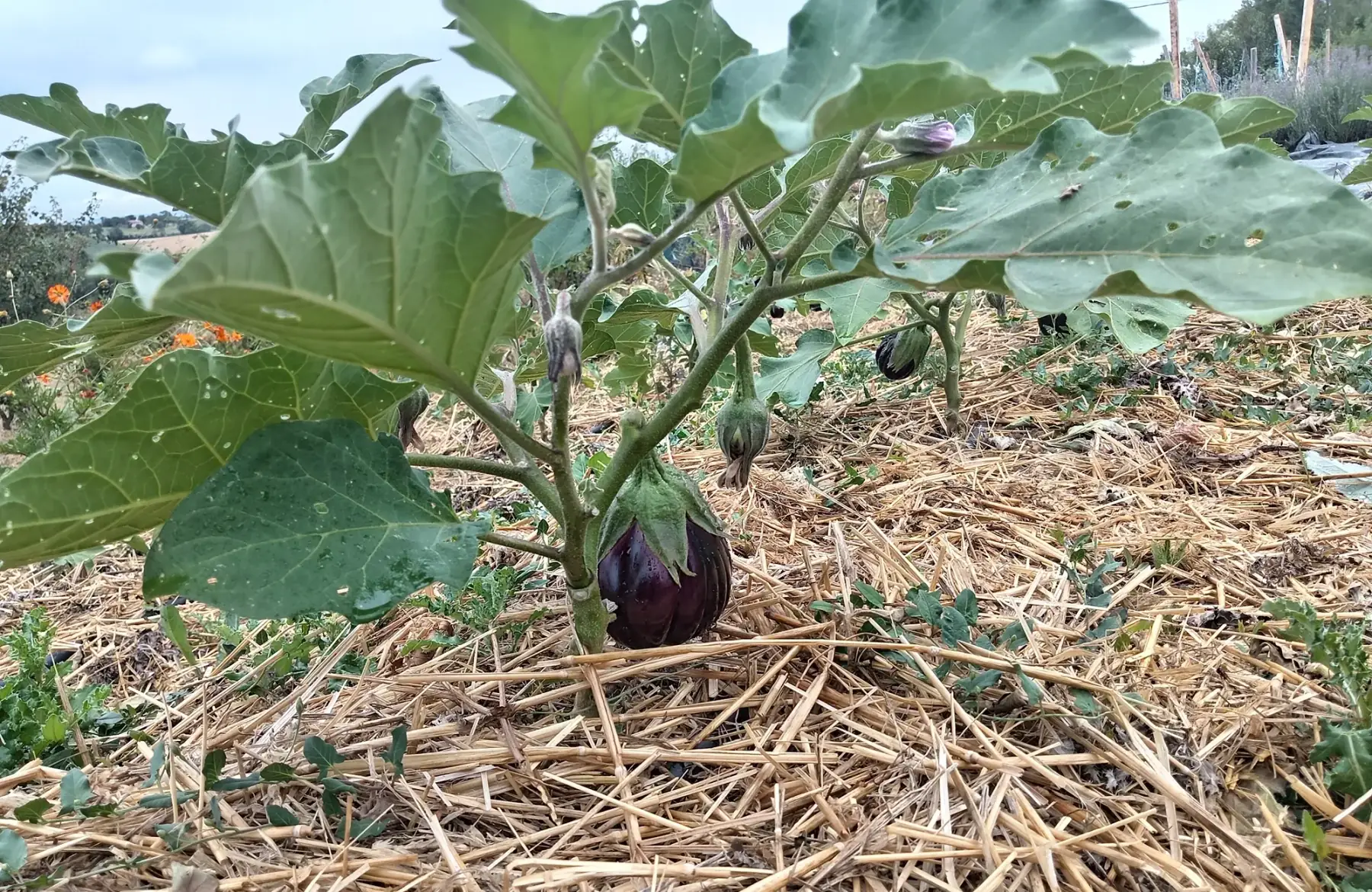 Aubergine Black Beauty