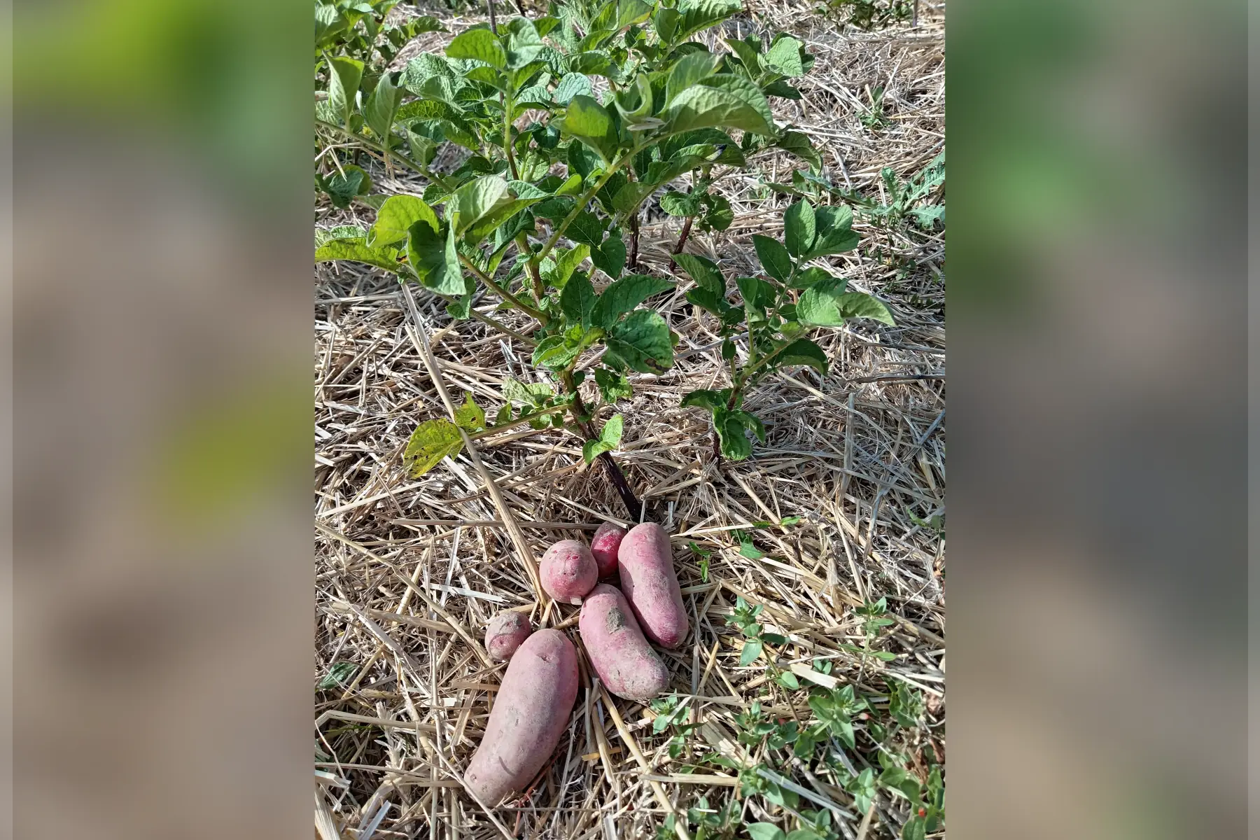 Pomme de terre nouvelle