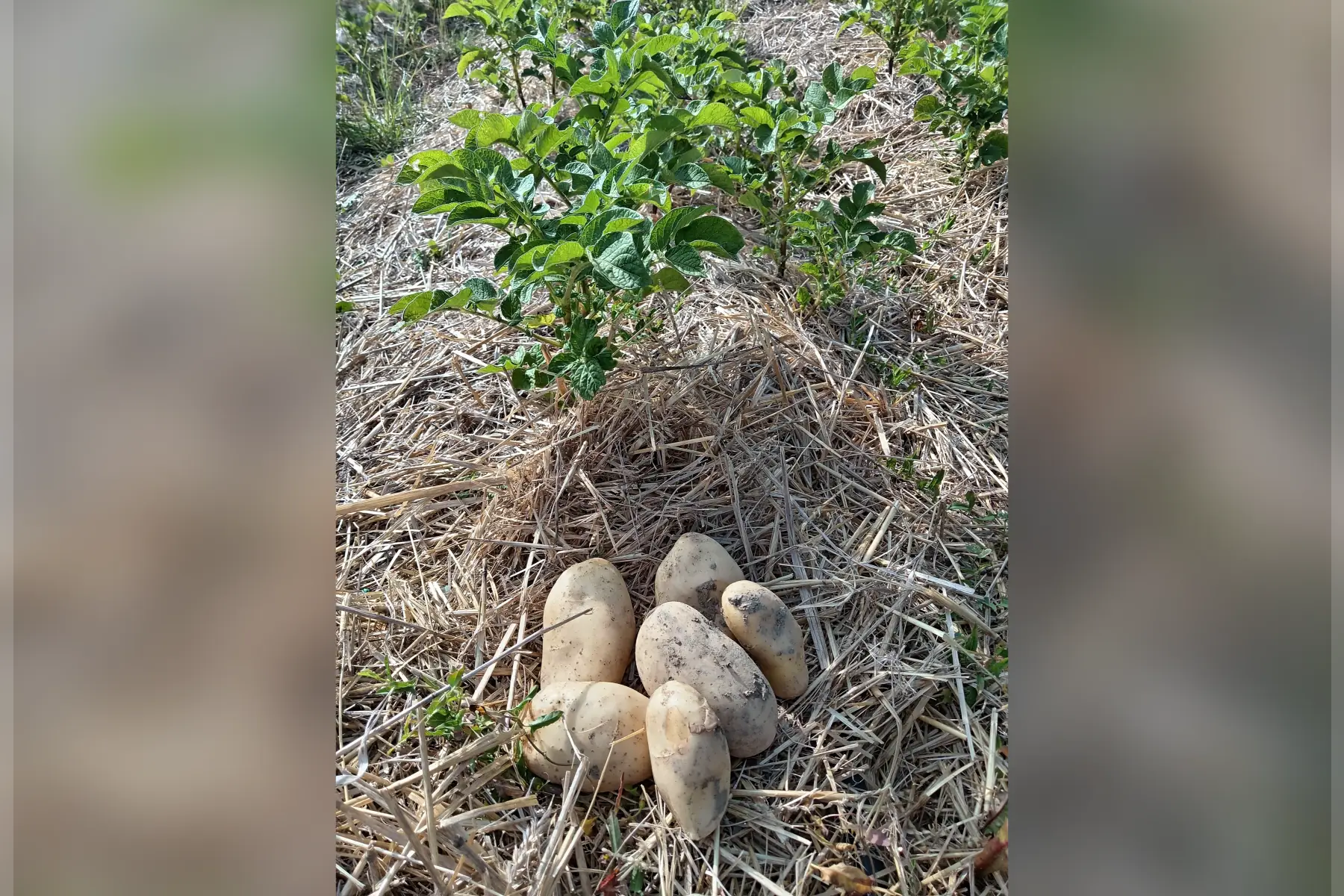 Pomme de terre nouvelle