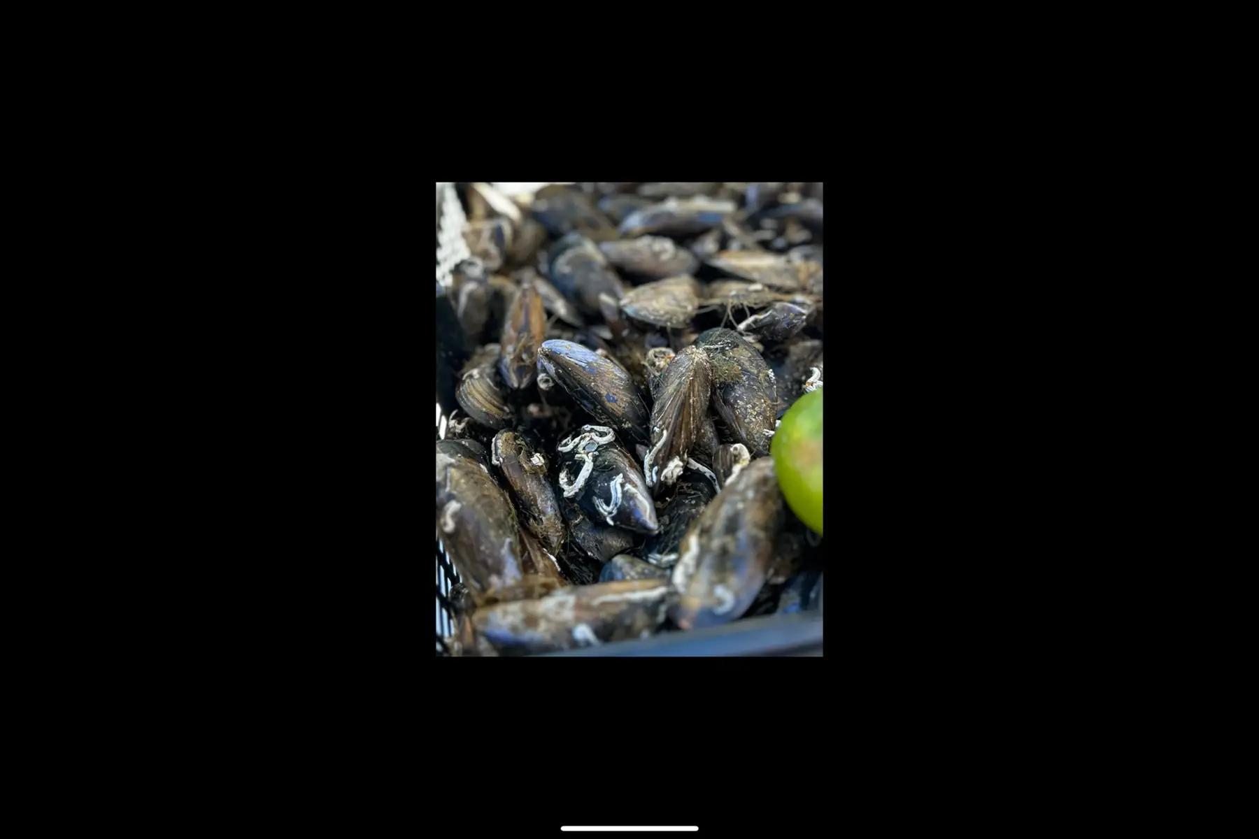 moules etang de thau