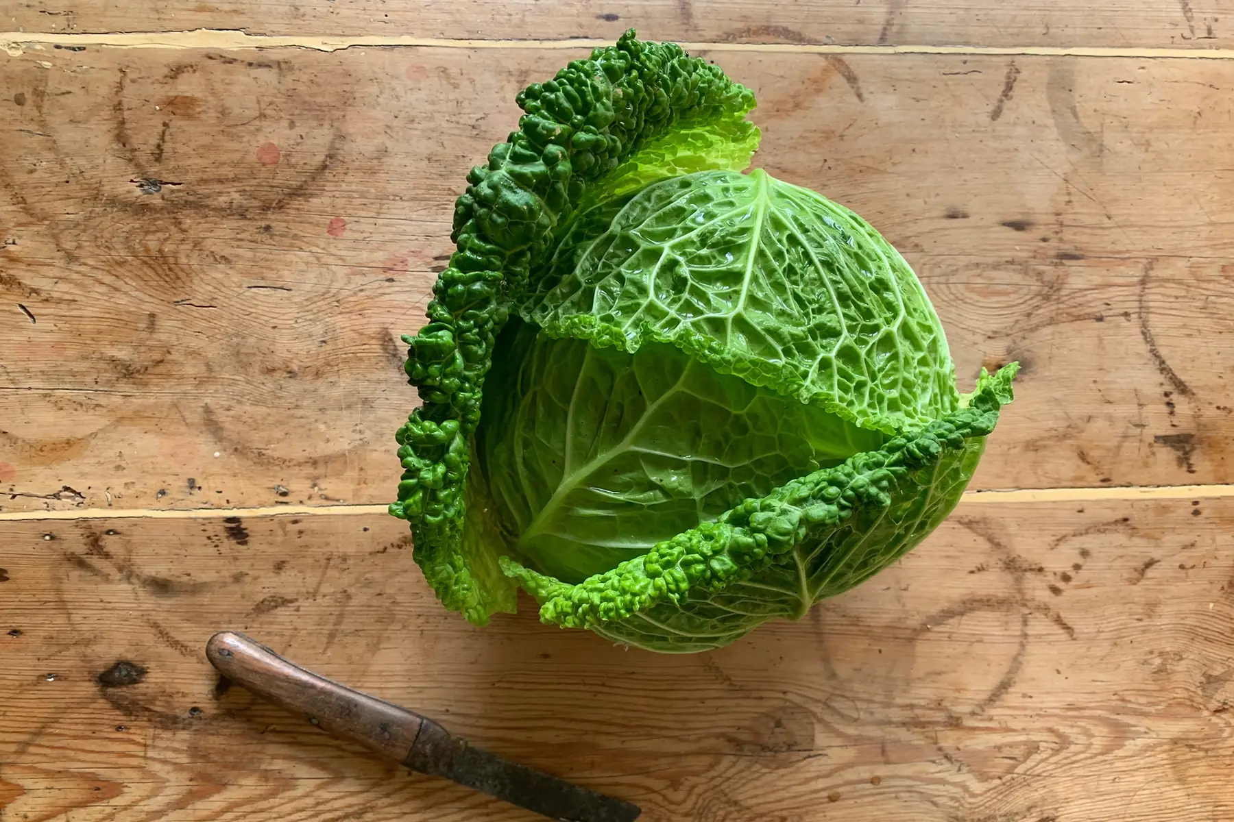 Chou vert - frisé (1kg mini)