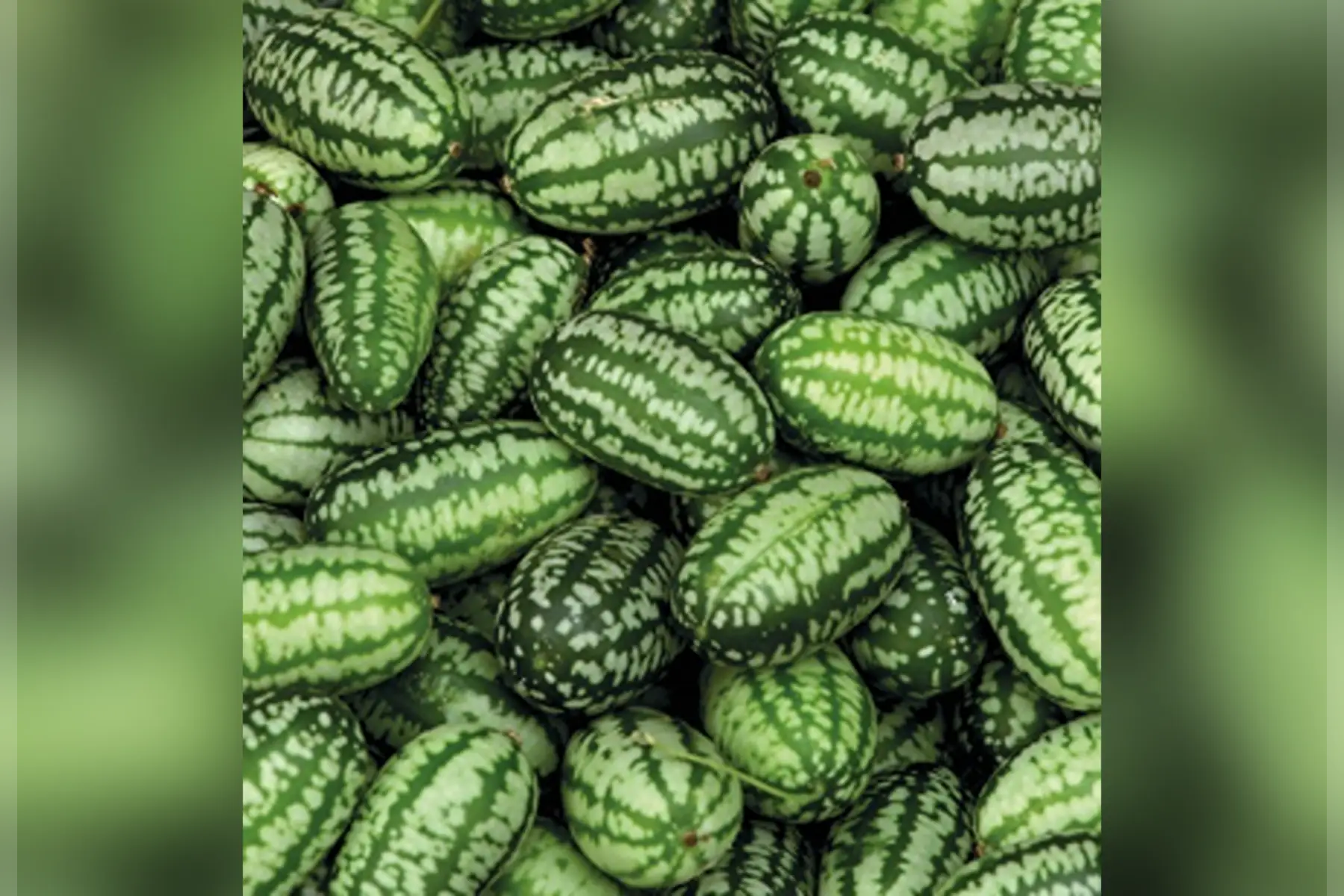 concombre mexicain barquette 125g