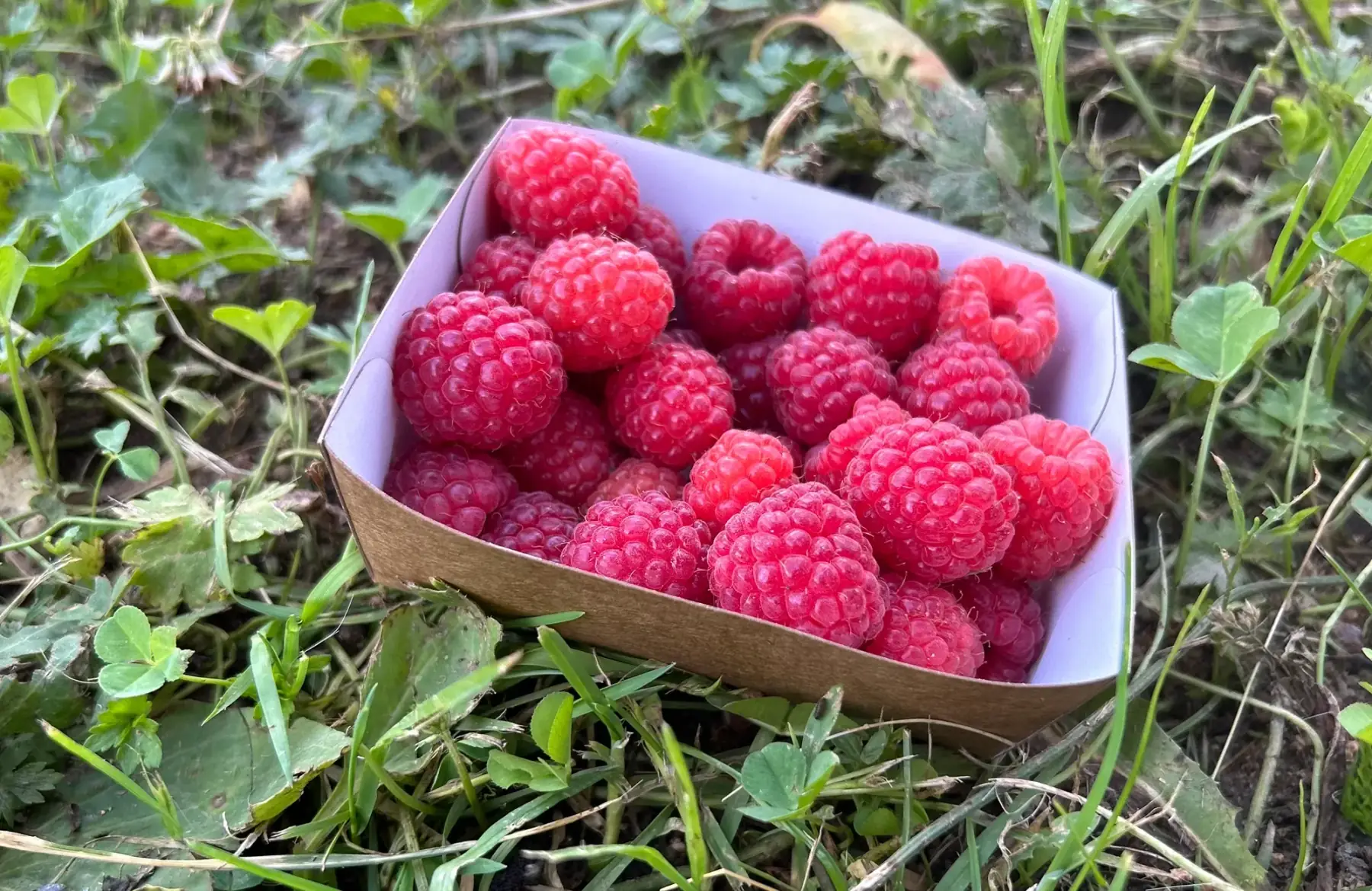 framboises en barquette de 175g