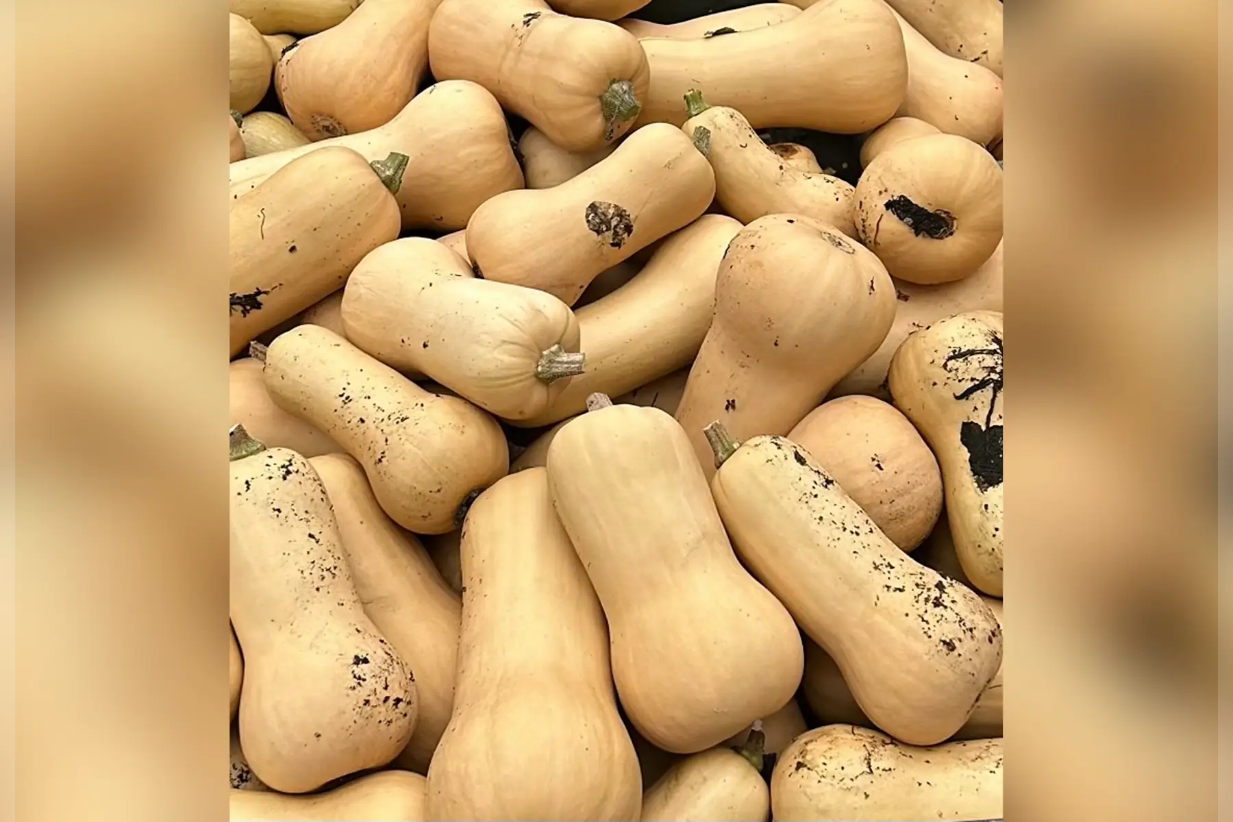 Butternut