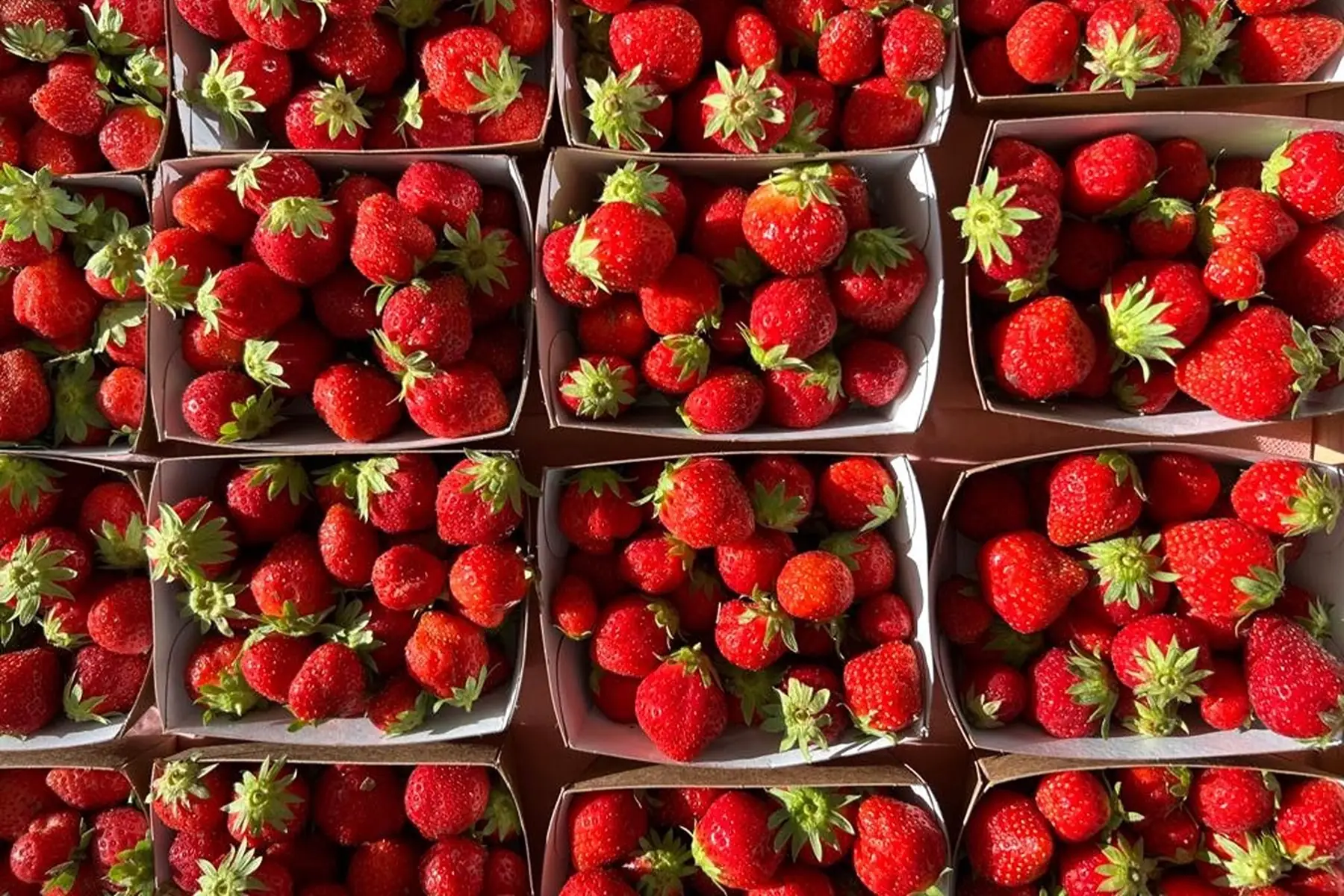 fraises en barquette de 500gr
