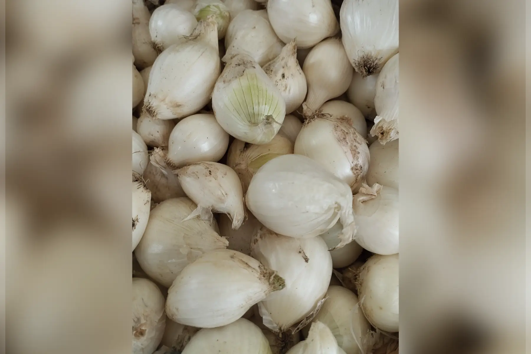 Oignons blancs