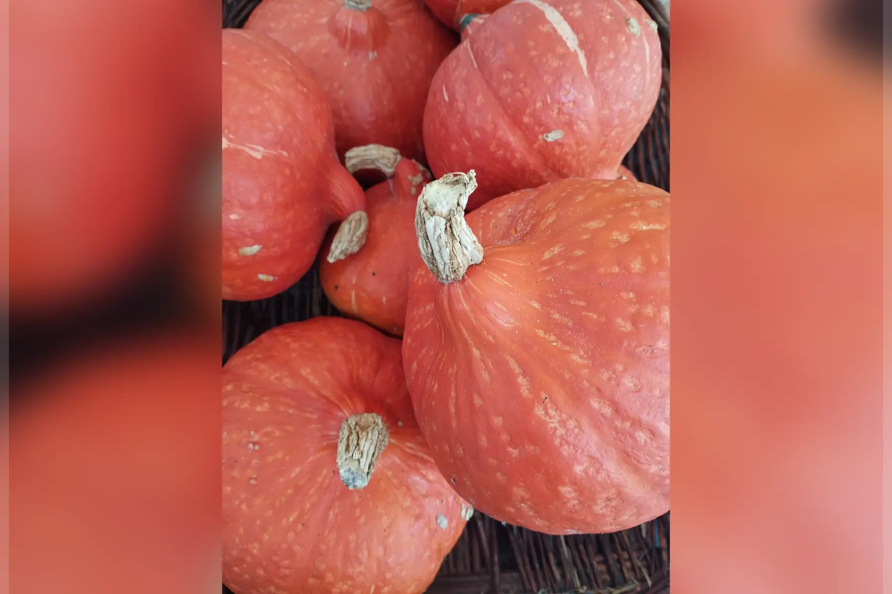 Potimarron