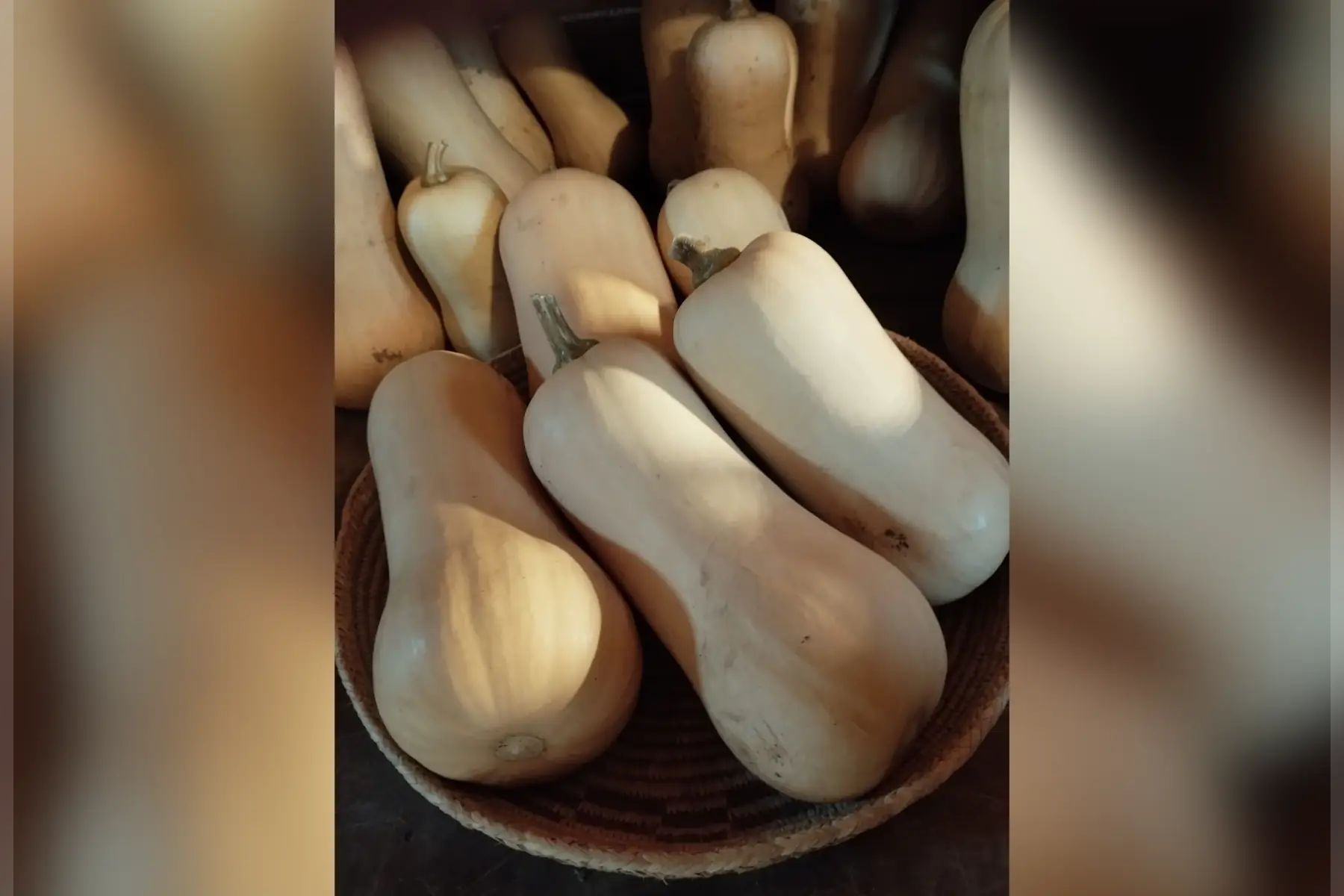 Butternut