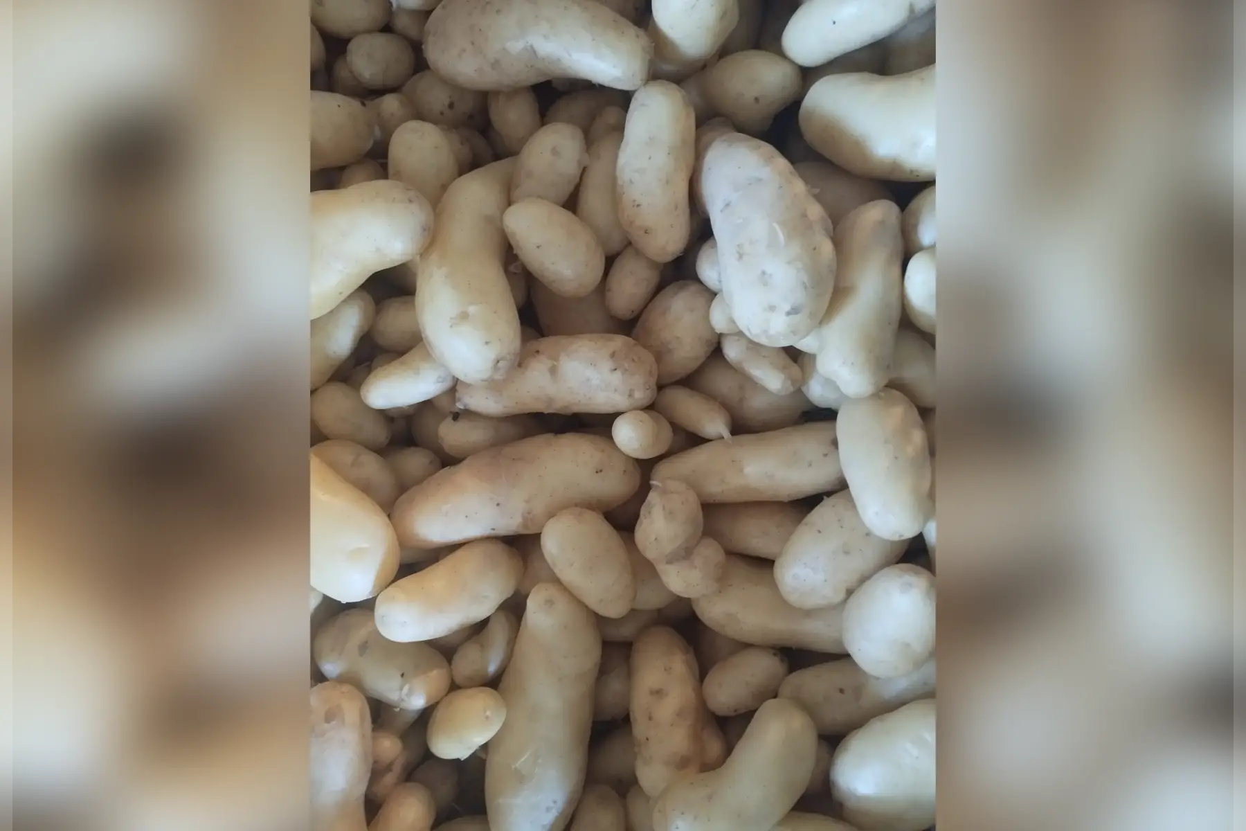 pomme de terre nouvelles