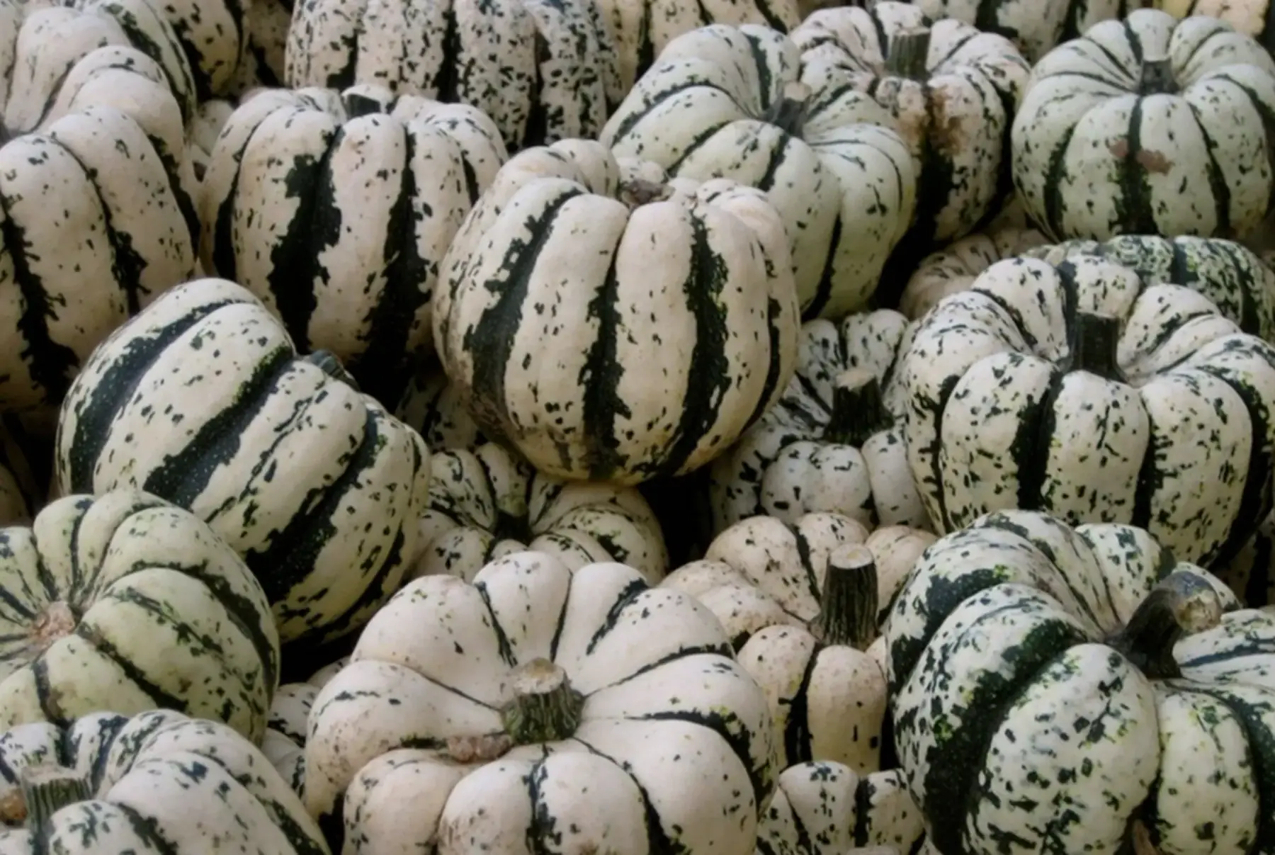 Patidou