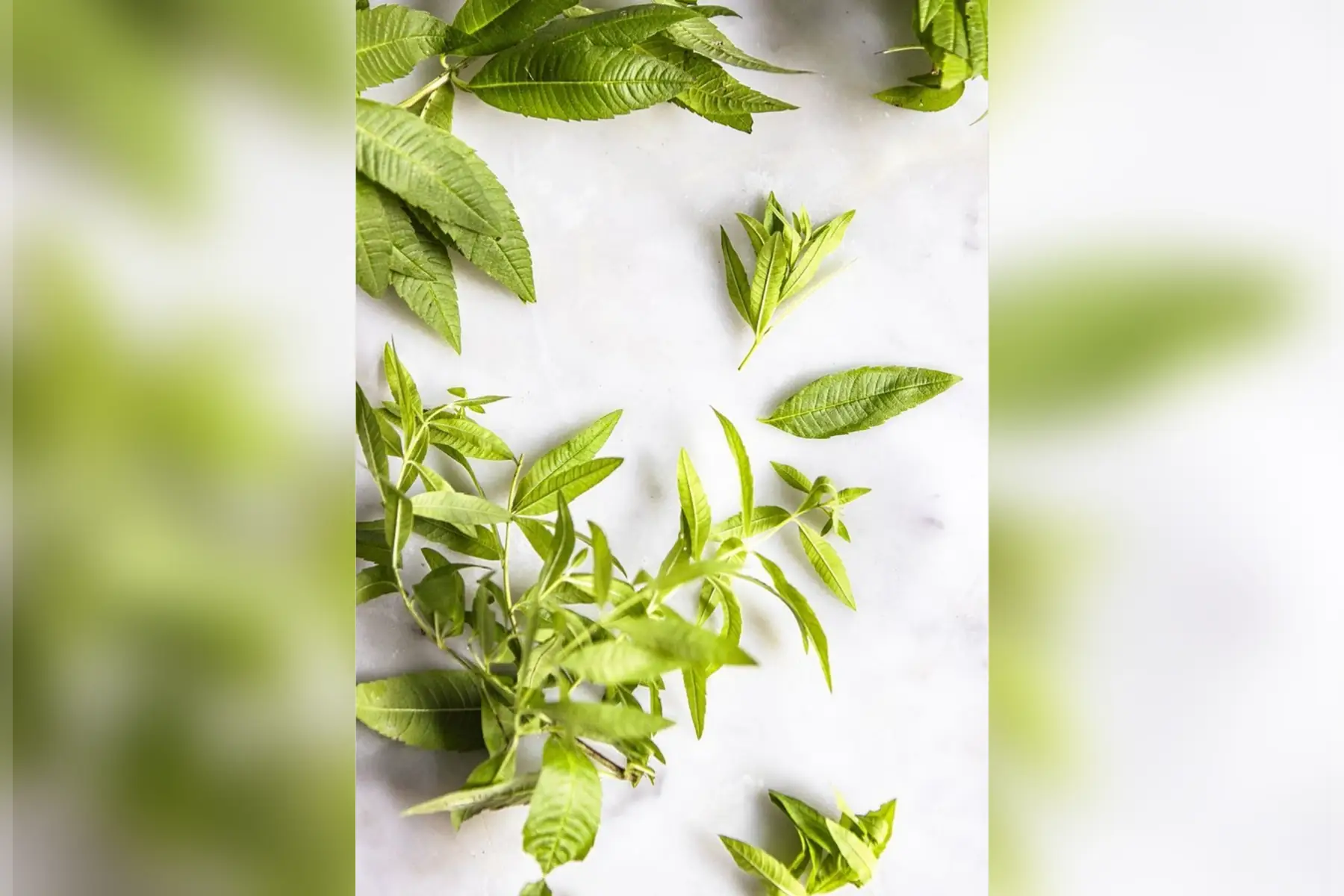 Verveine fraîche