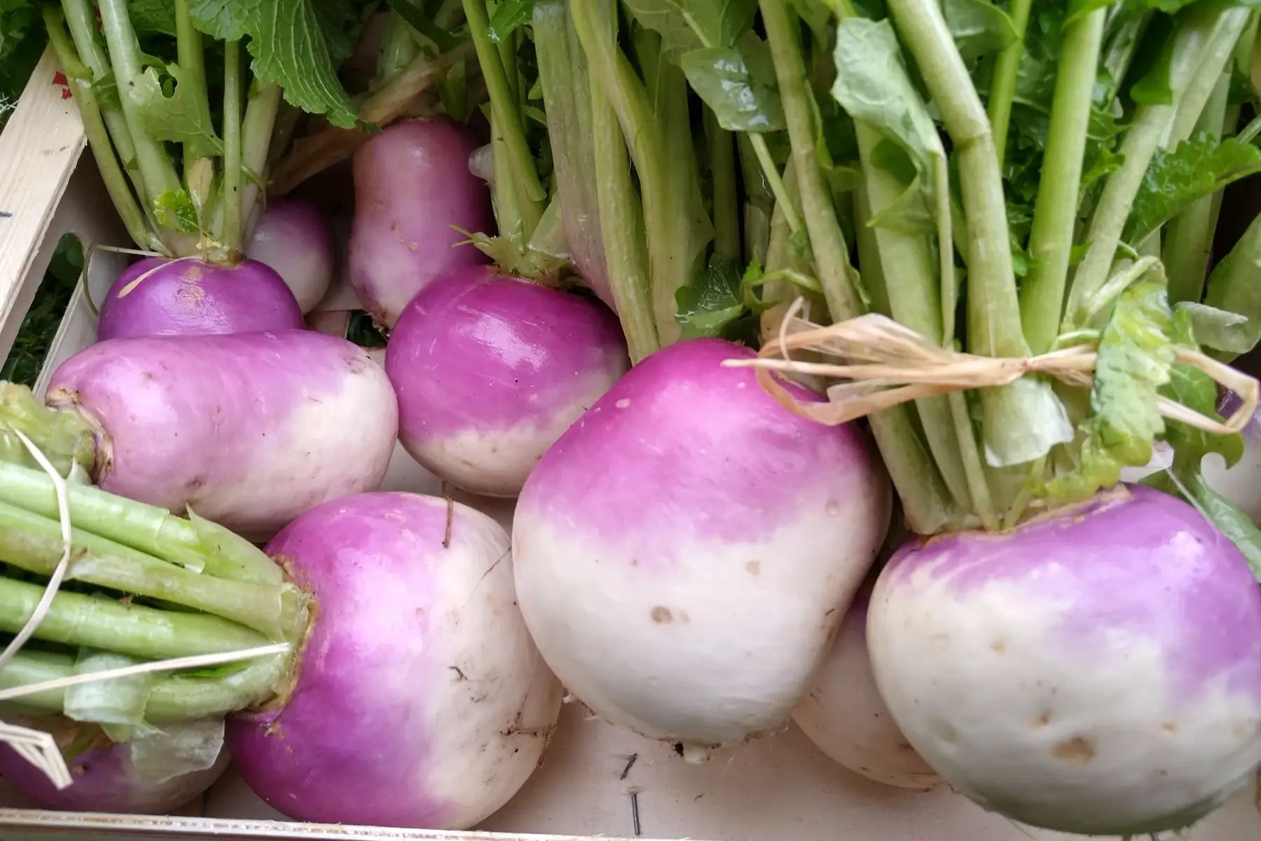 Navet à collet violet