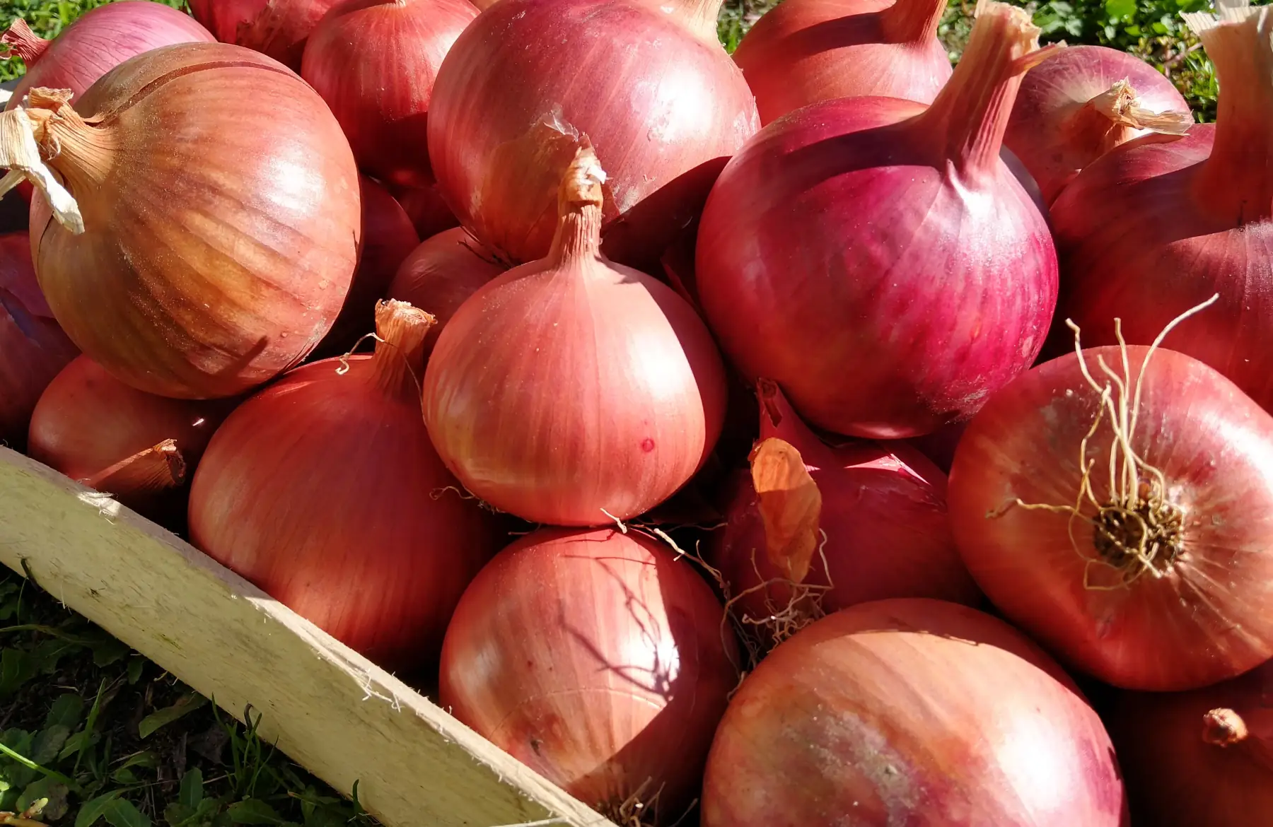 Oignons rouges Morada de Amposta