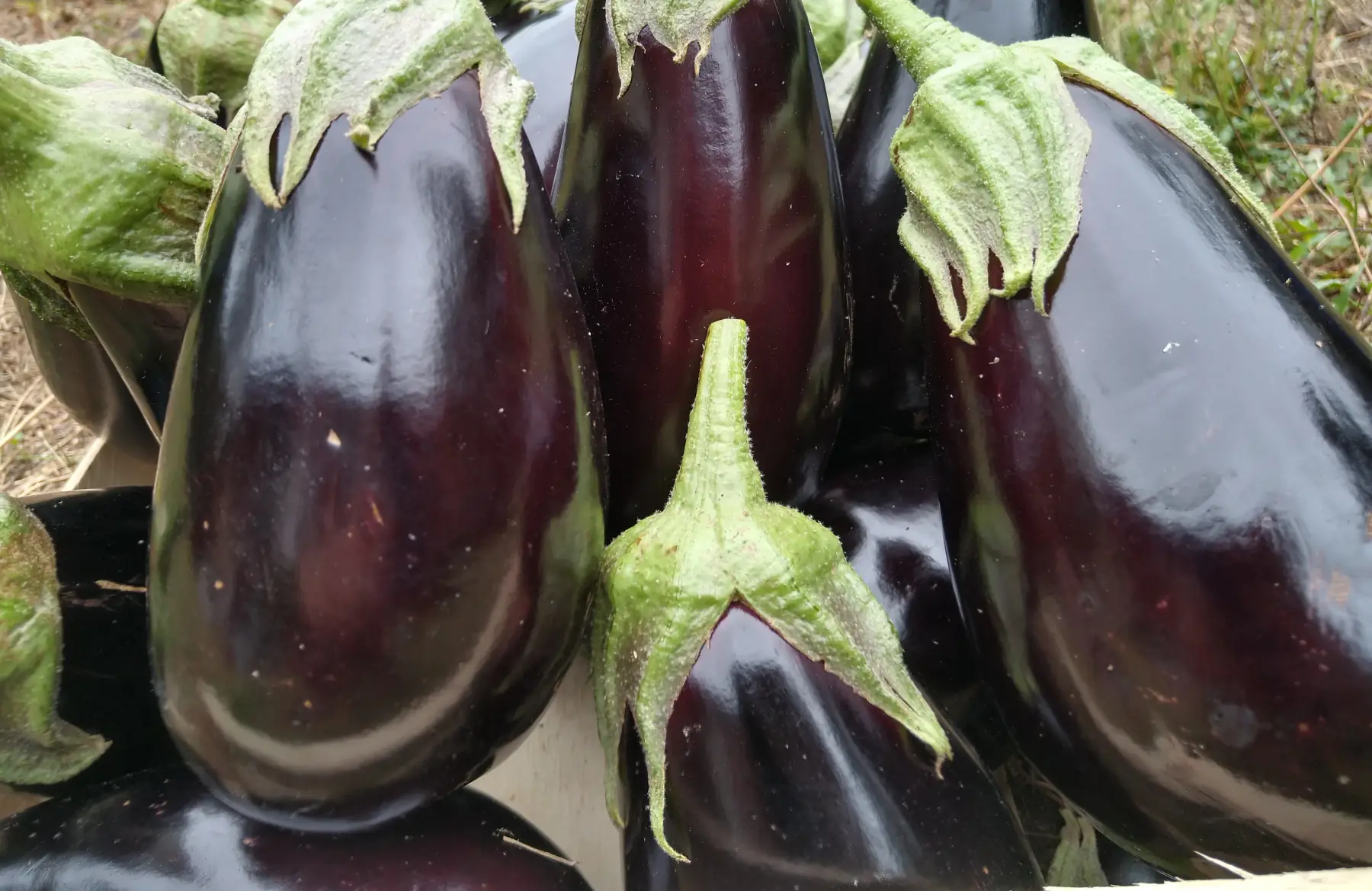 Aubergine