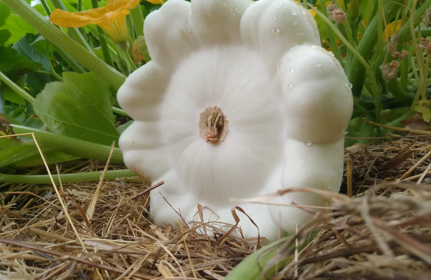 Pâtisson blanc