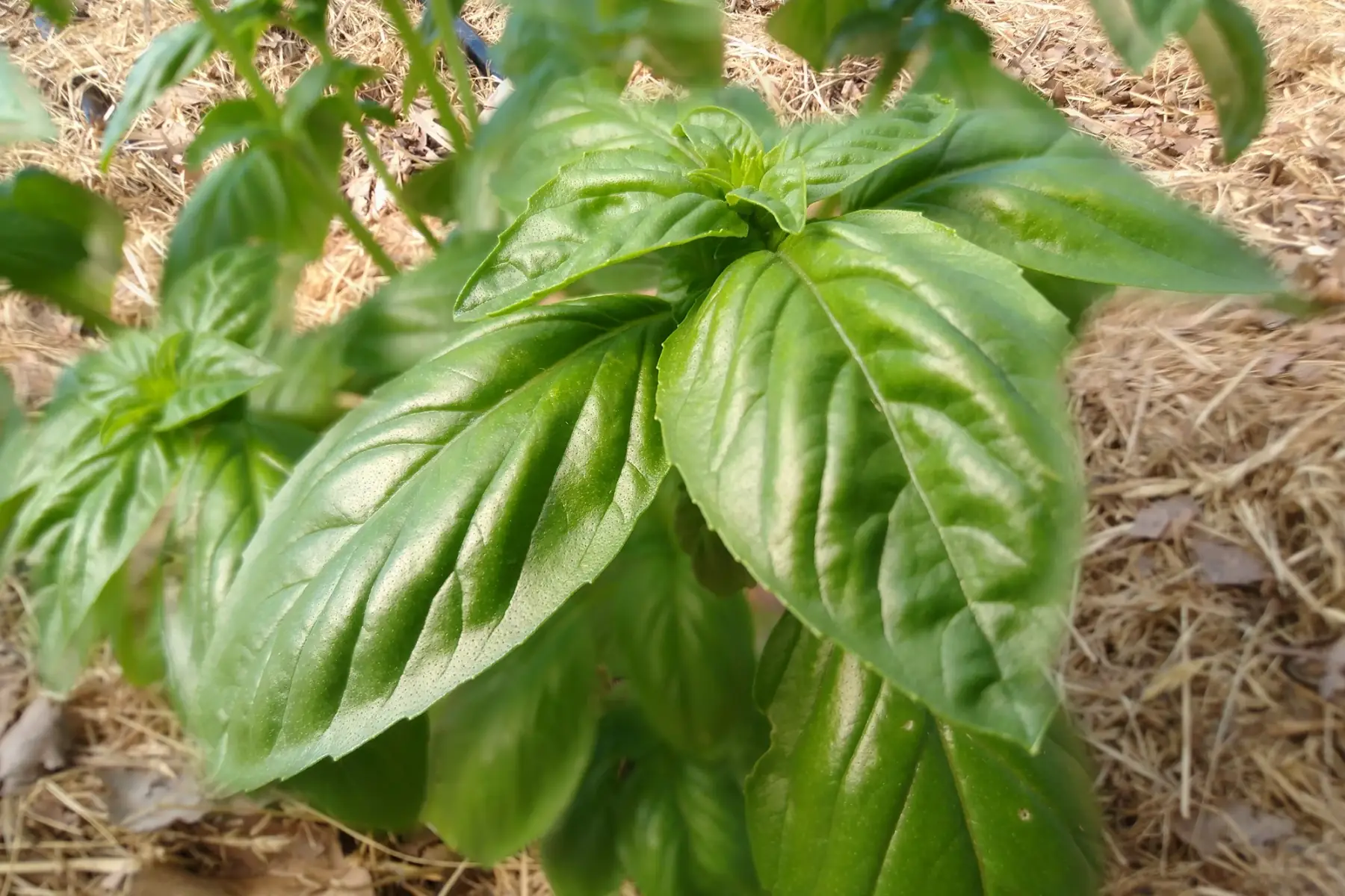 Basilic