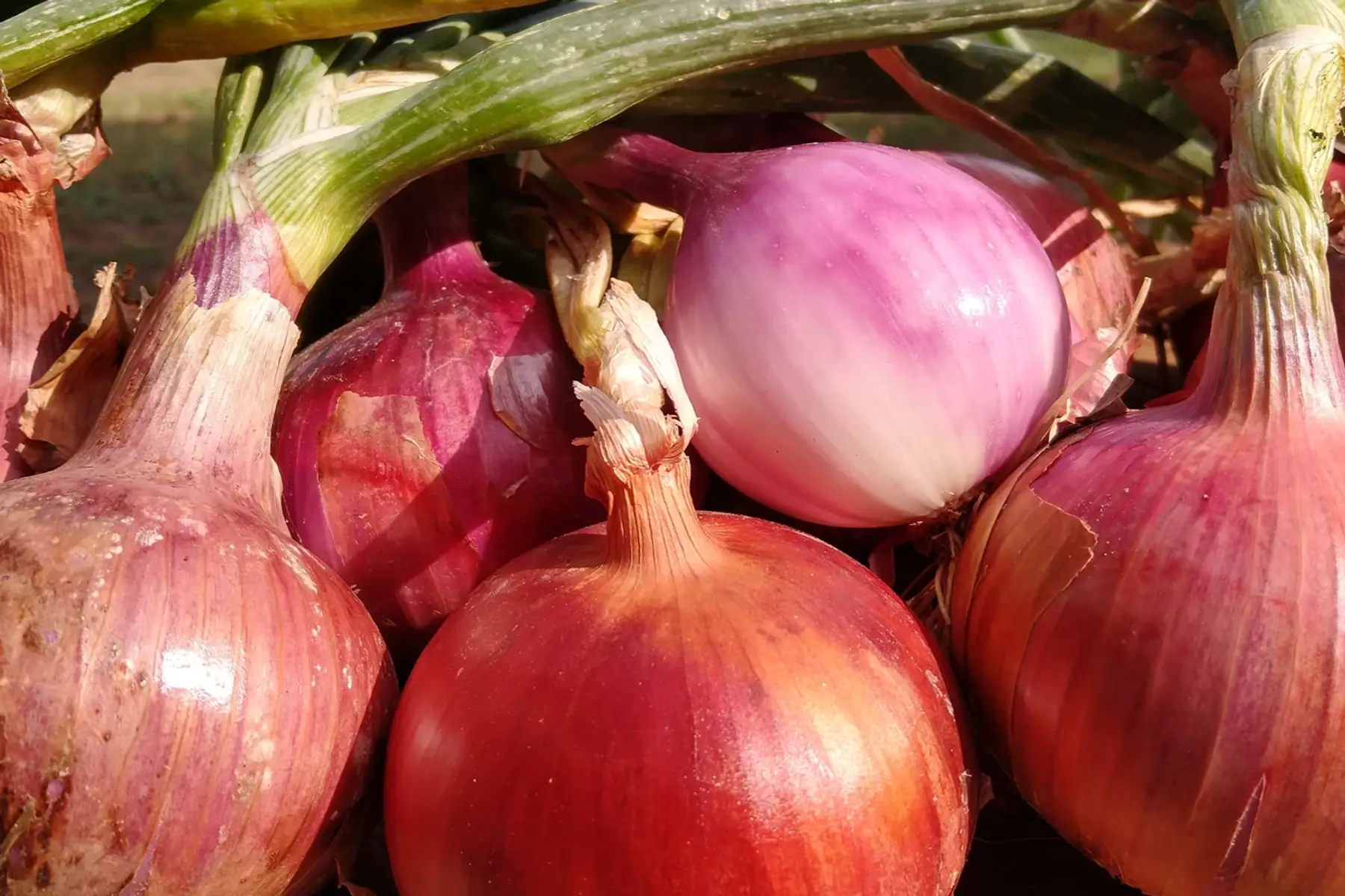 Oignons rouges Morada de Amposta