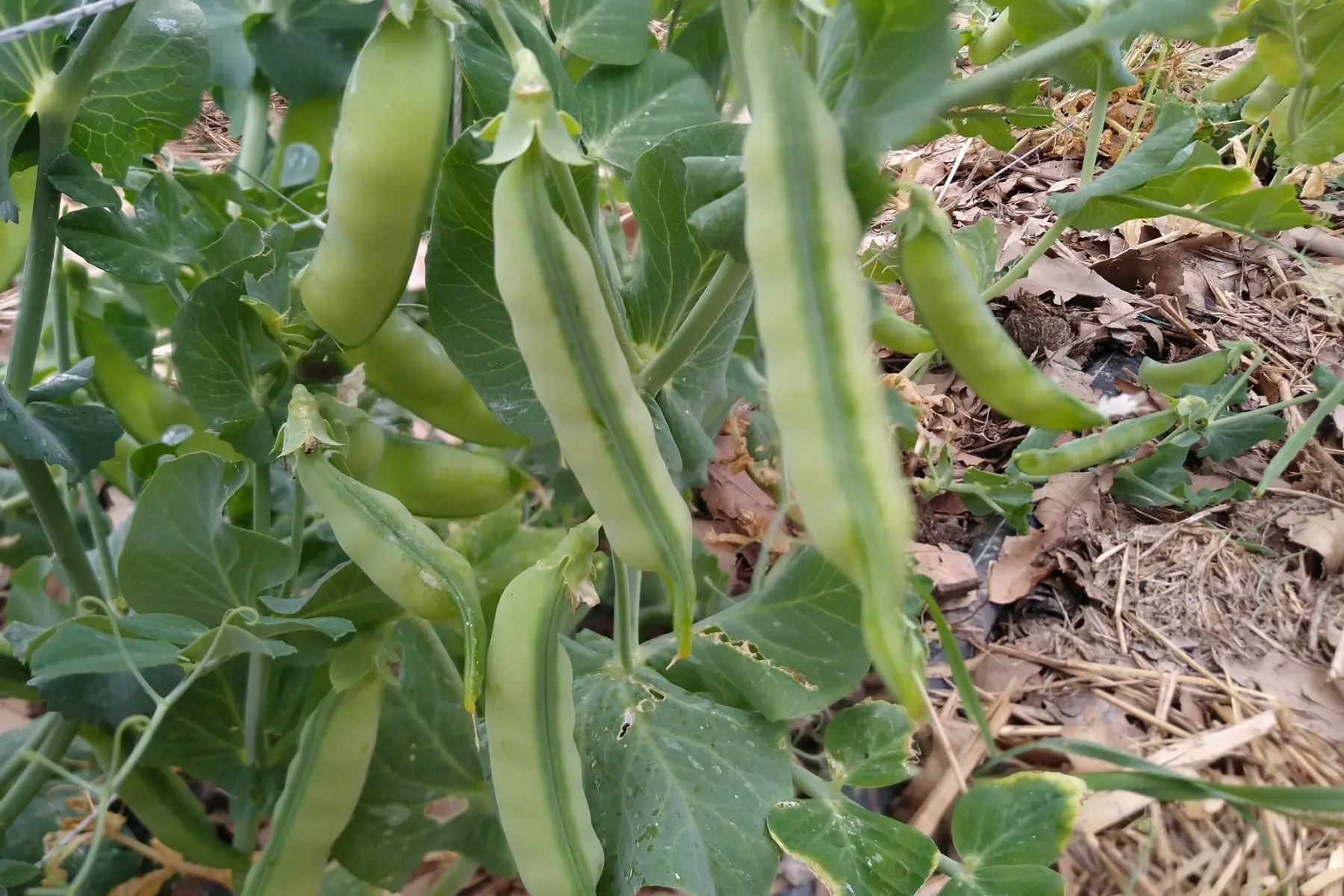 Pois à écosser