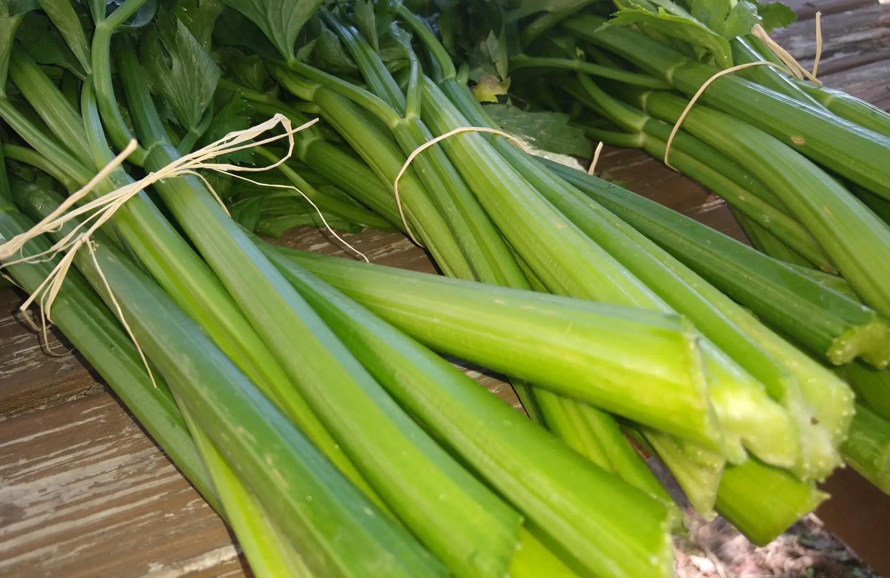 Céleri branche vert