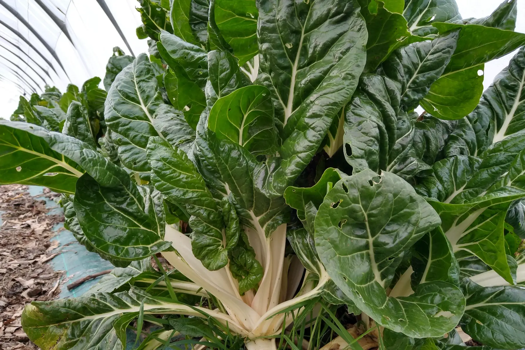 blette à carde blanche